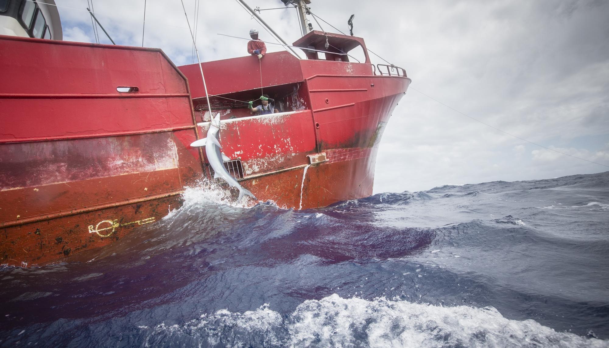 Greenpeace Oceanos - 1