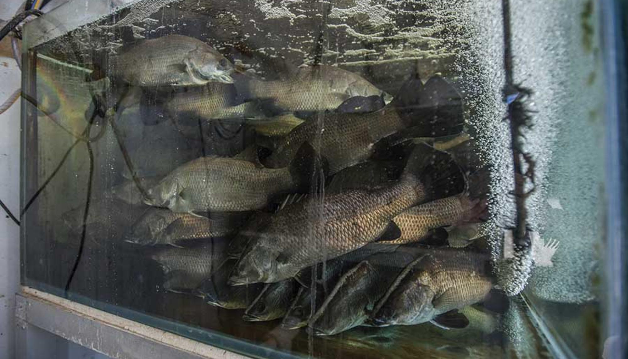 Peces criados en piscifactoría