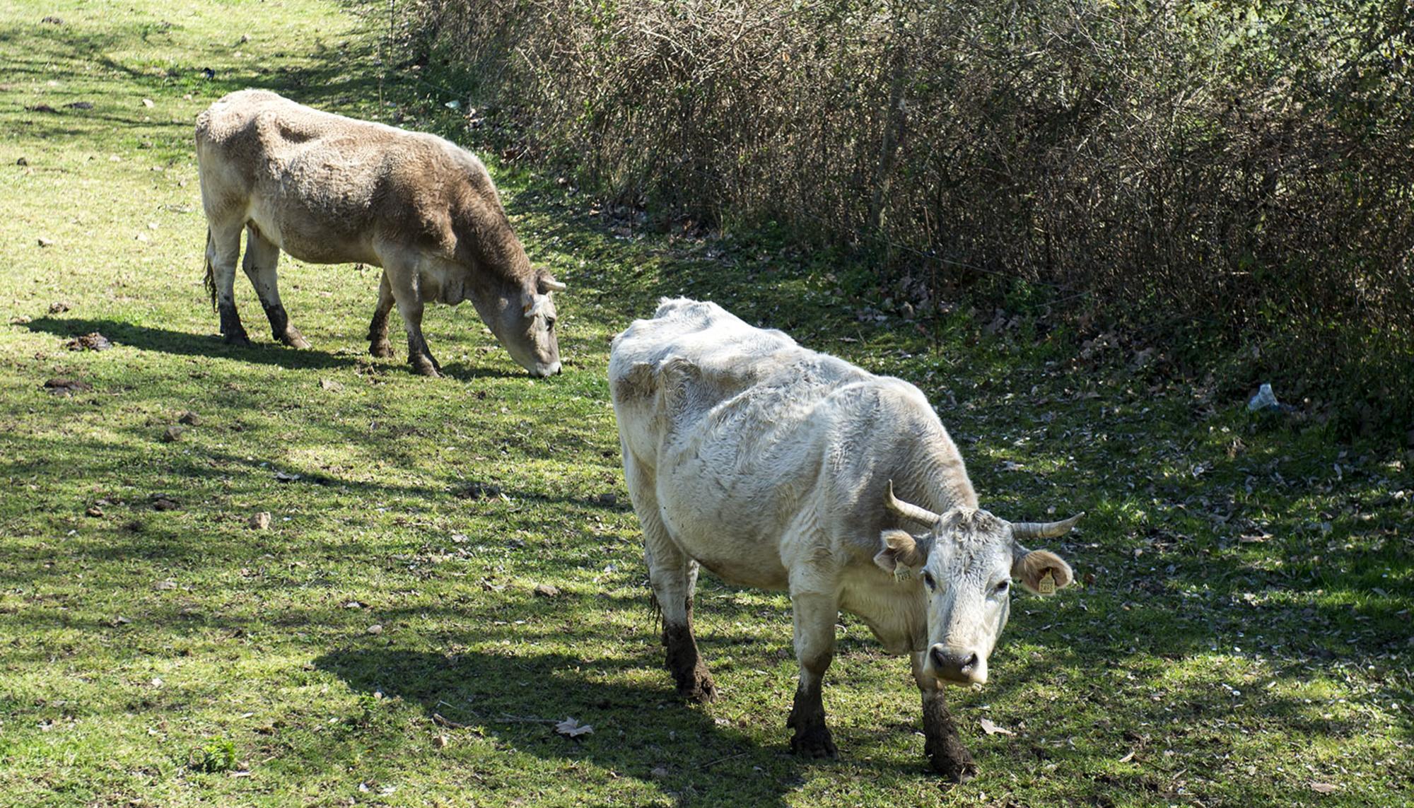 Vacas_ganado