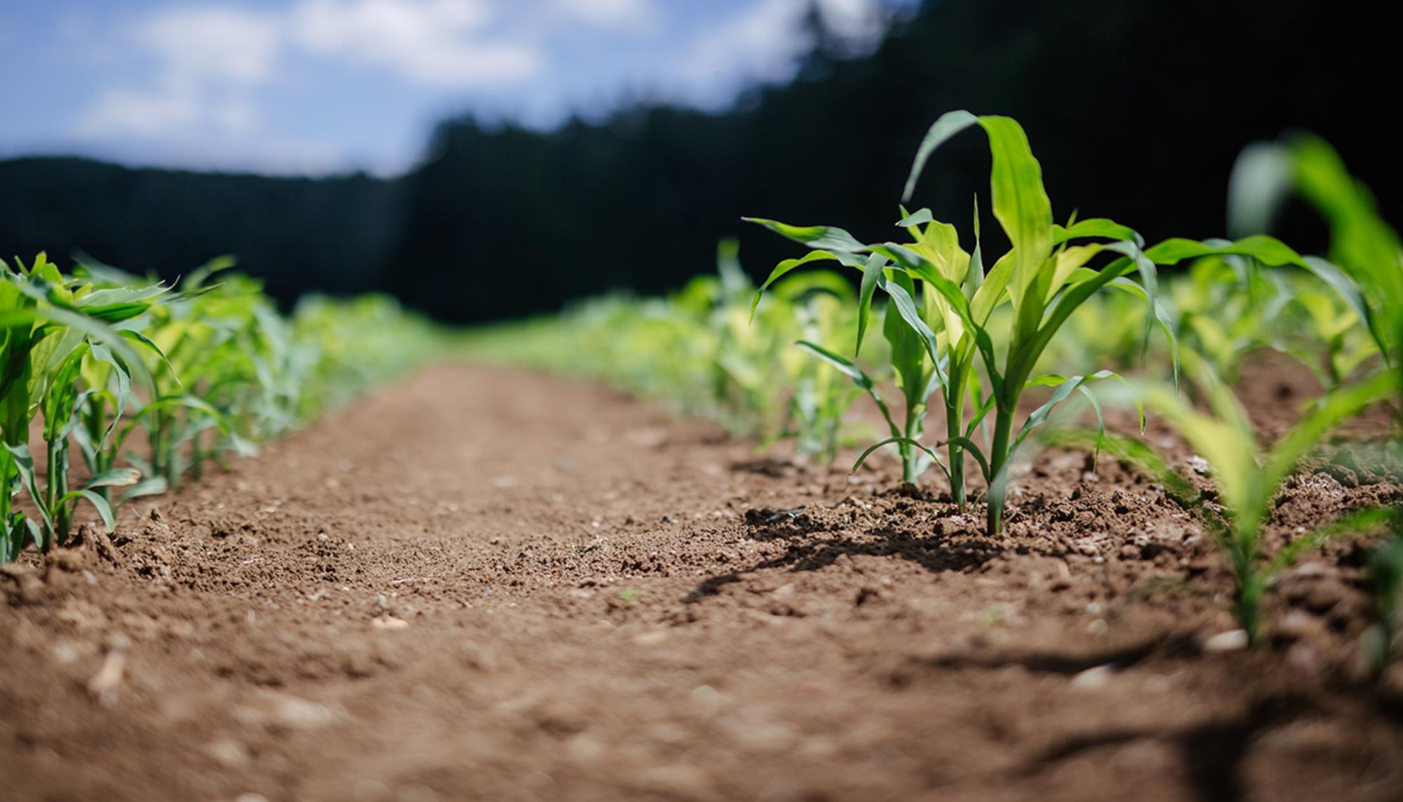 Plantacion_maiz