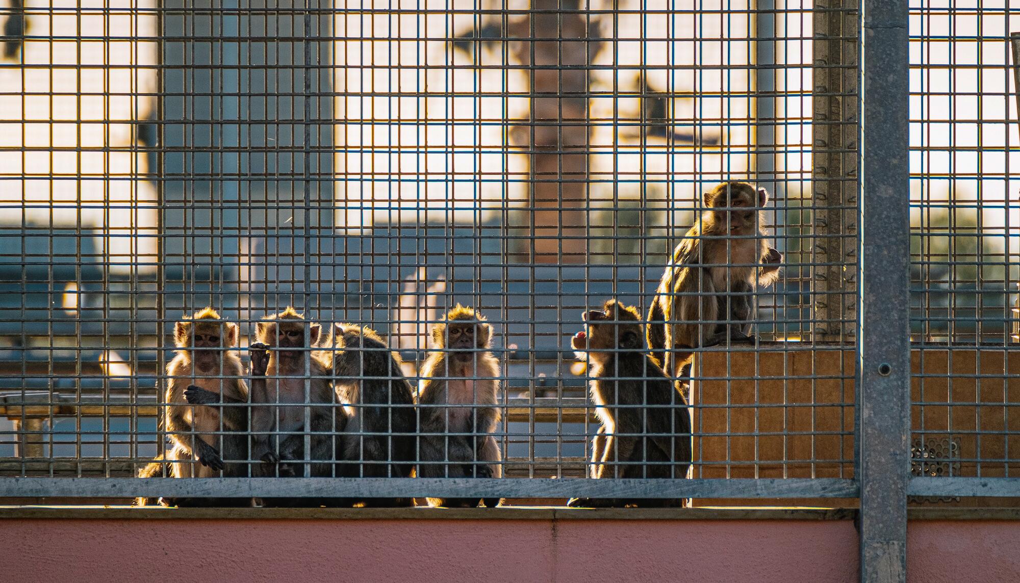 Monos jaulas - 1