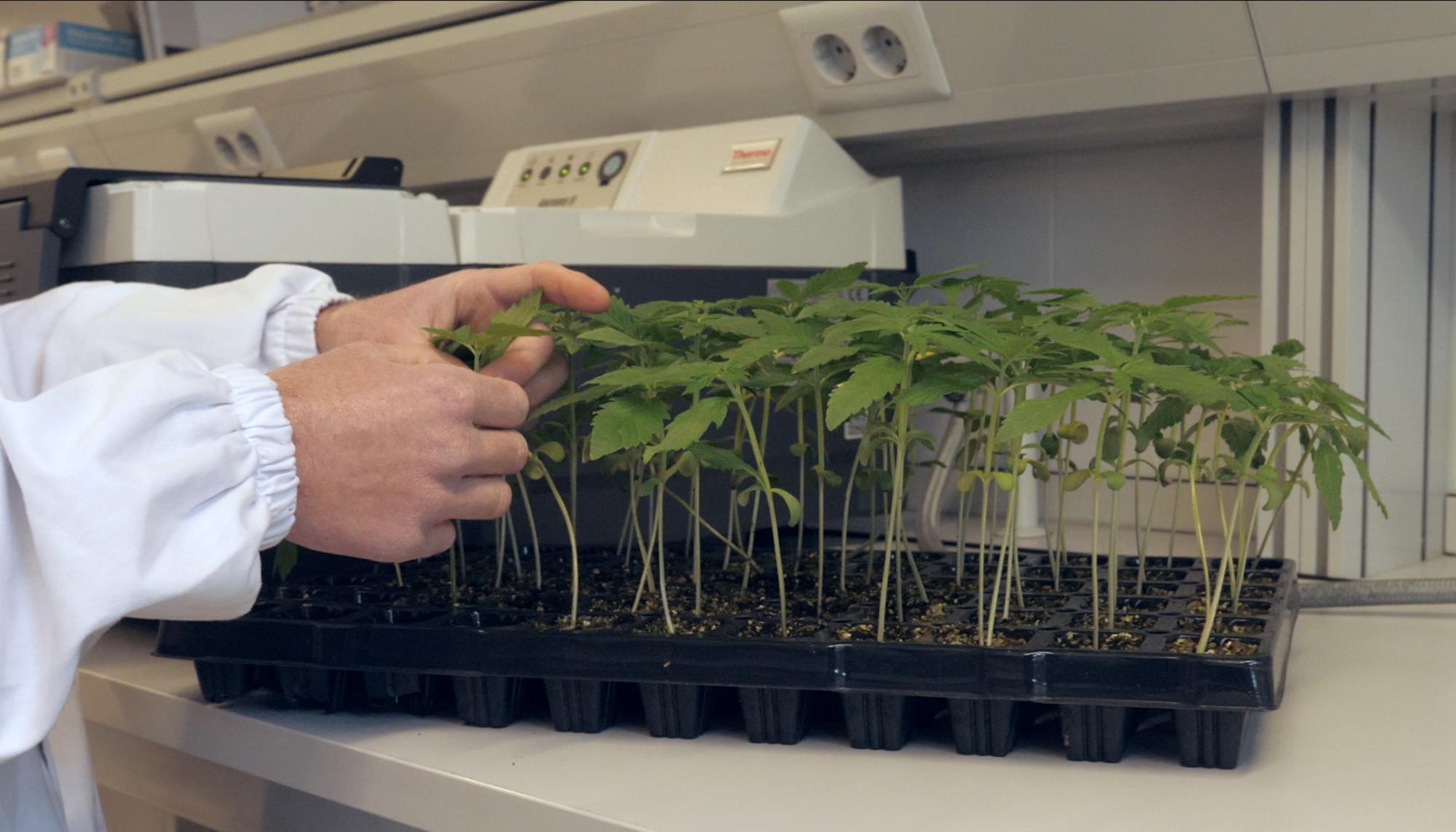 Laboratorio de cannabis industrial