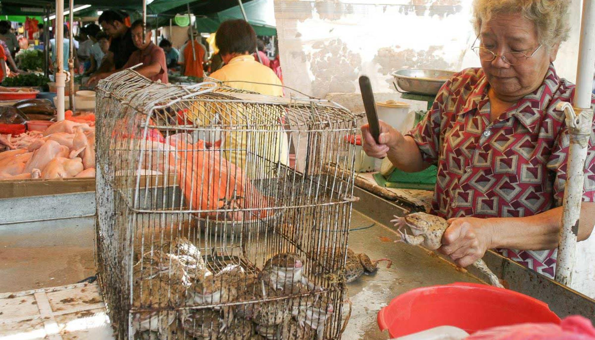 China prohíbe el uso y consumo de animales salvajes