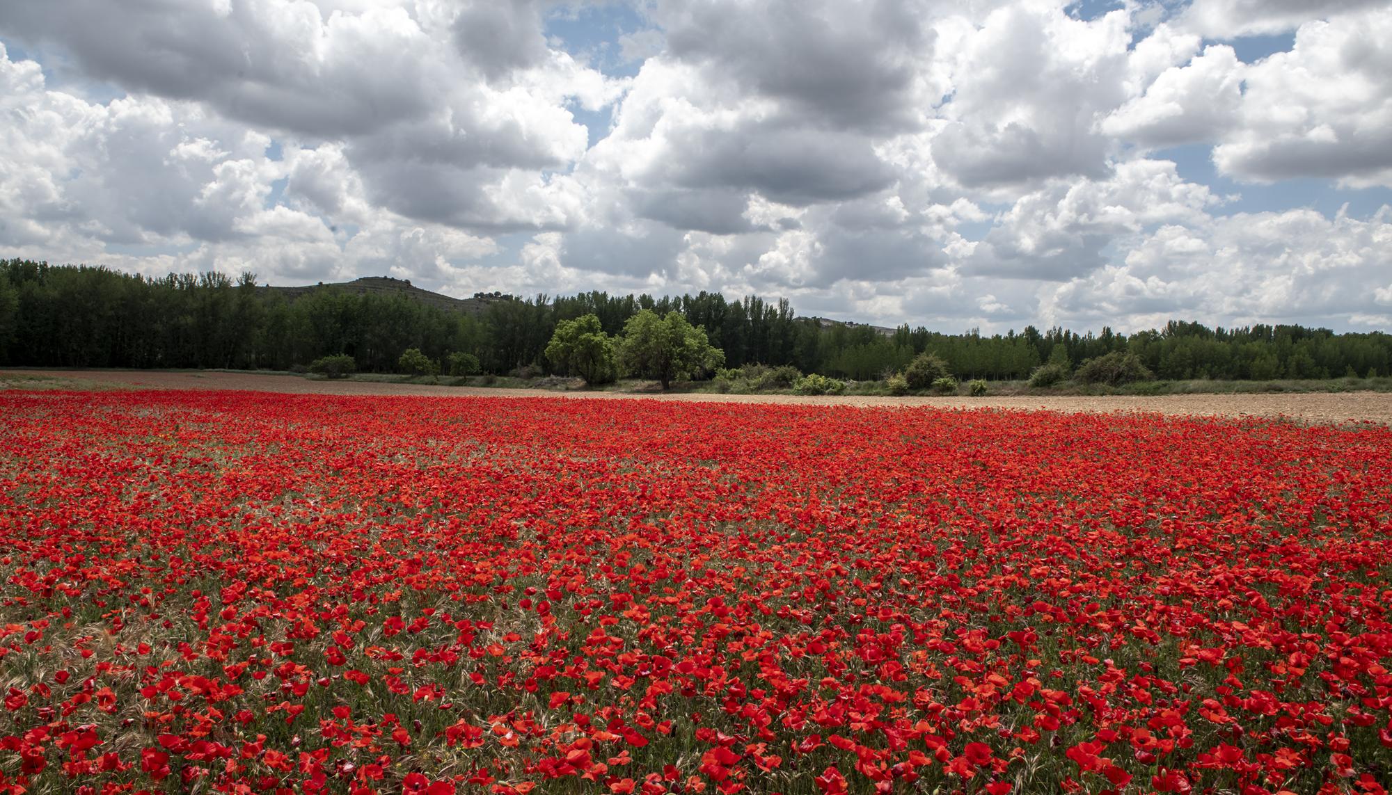 Amapolas