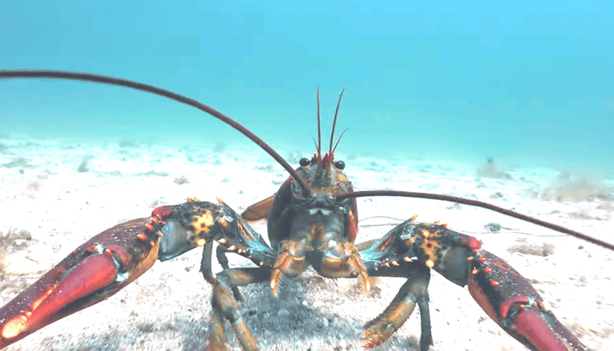 Una langosta nadando libre en su hábitat en el documental SEANTIENCE. 