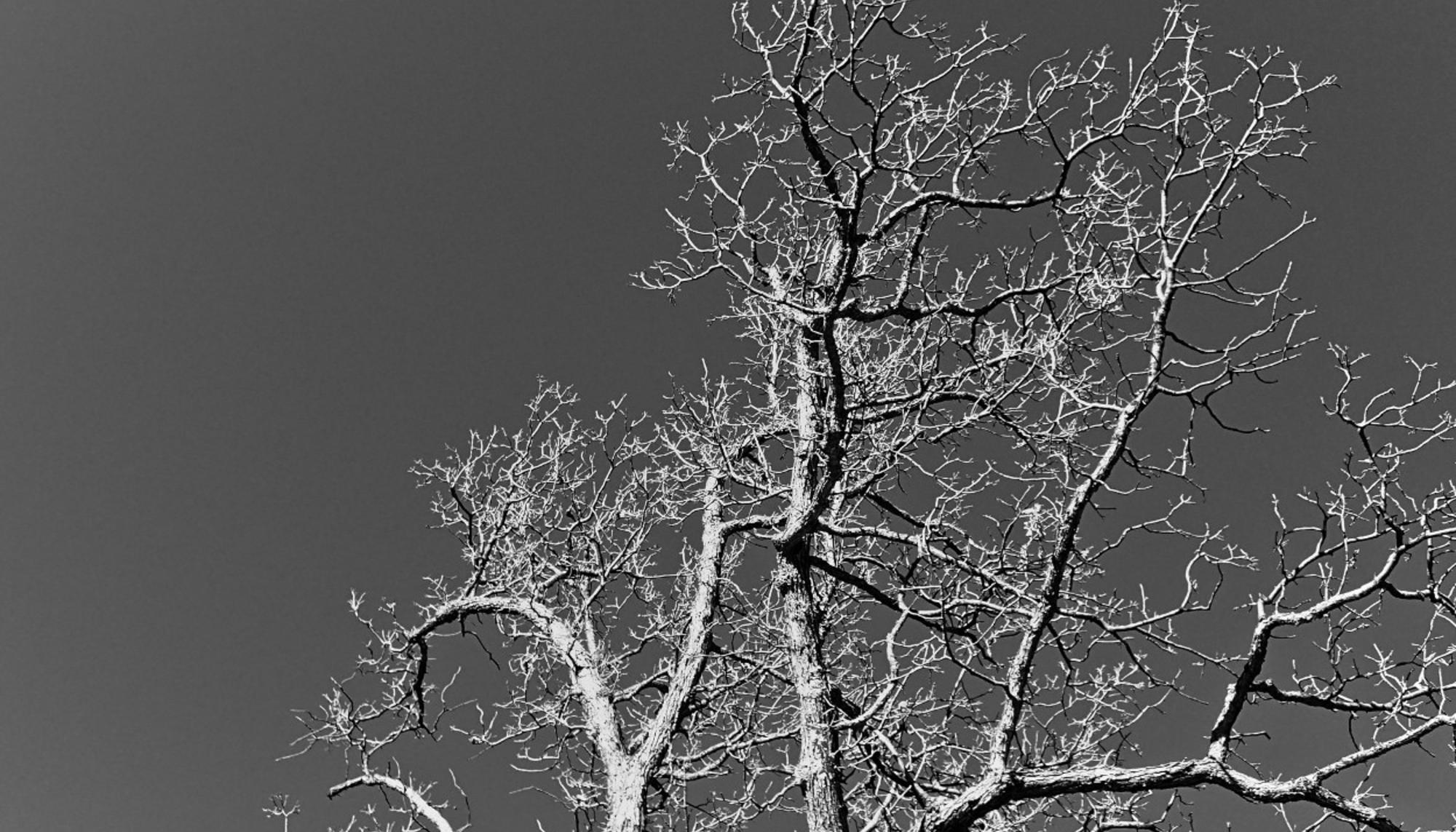 Fractal tree