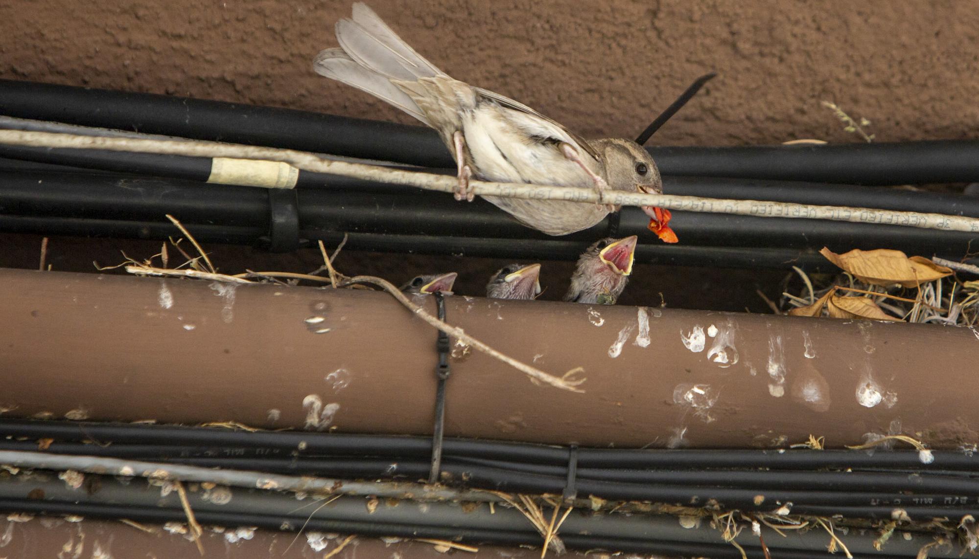 Gorrión  alimentando polluelos