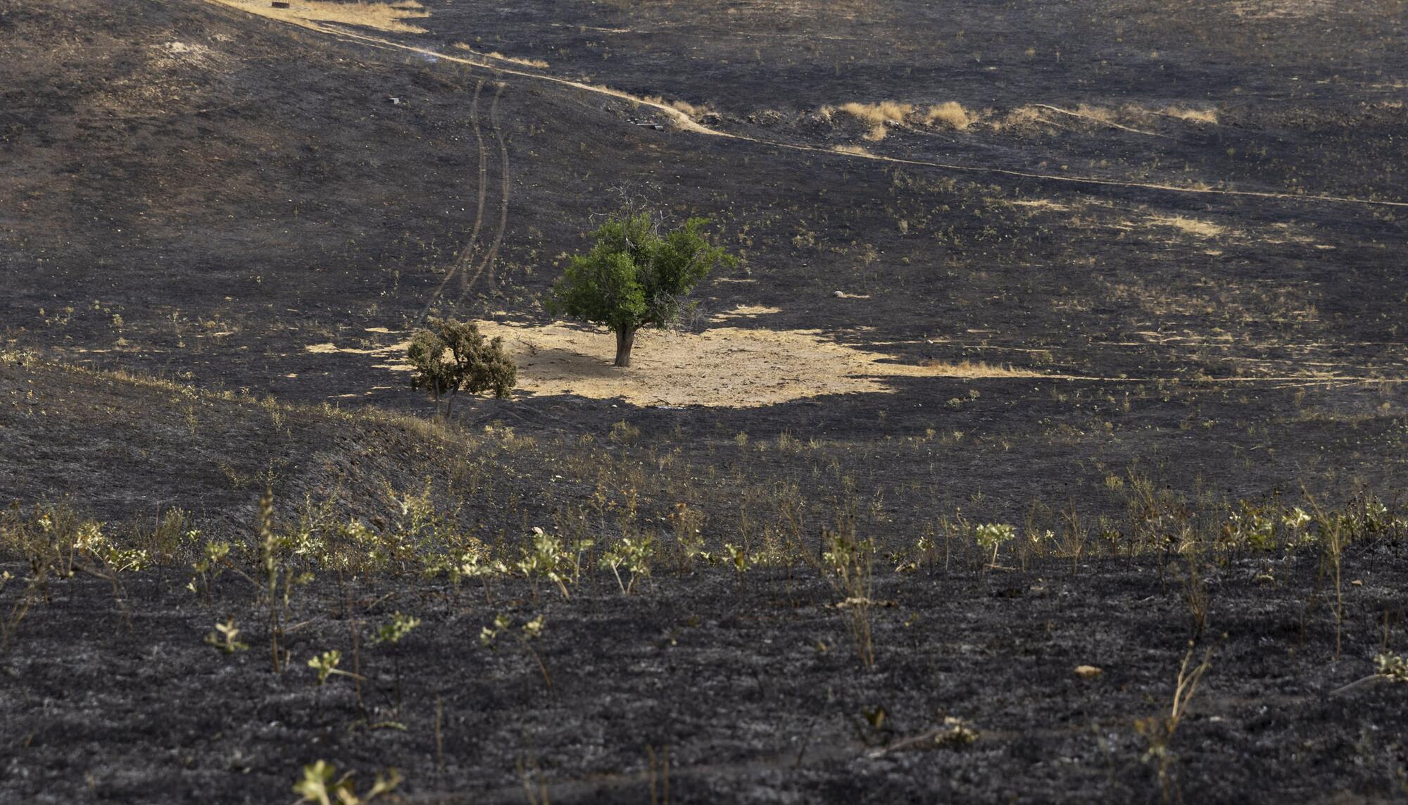 Incendio Tres Cantos  - 3