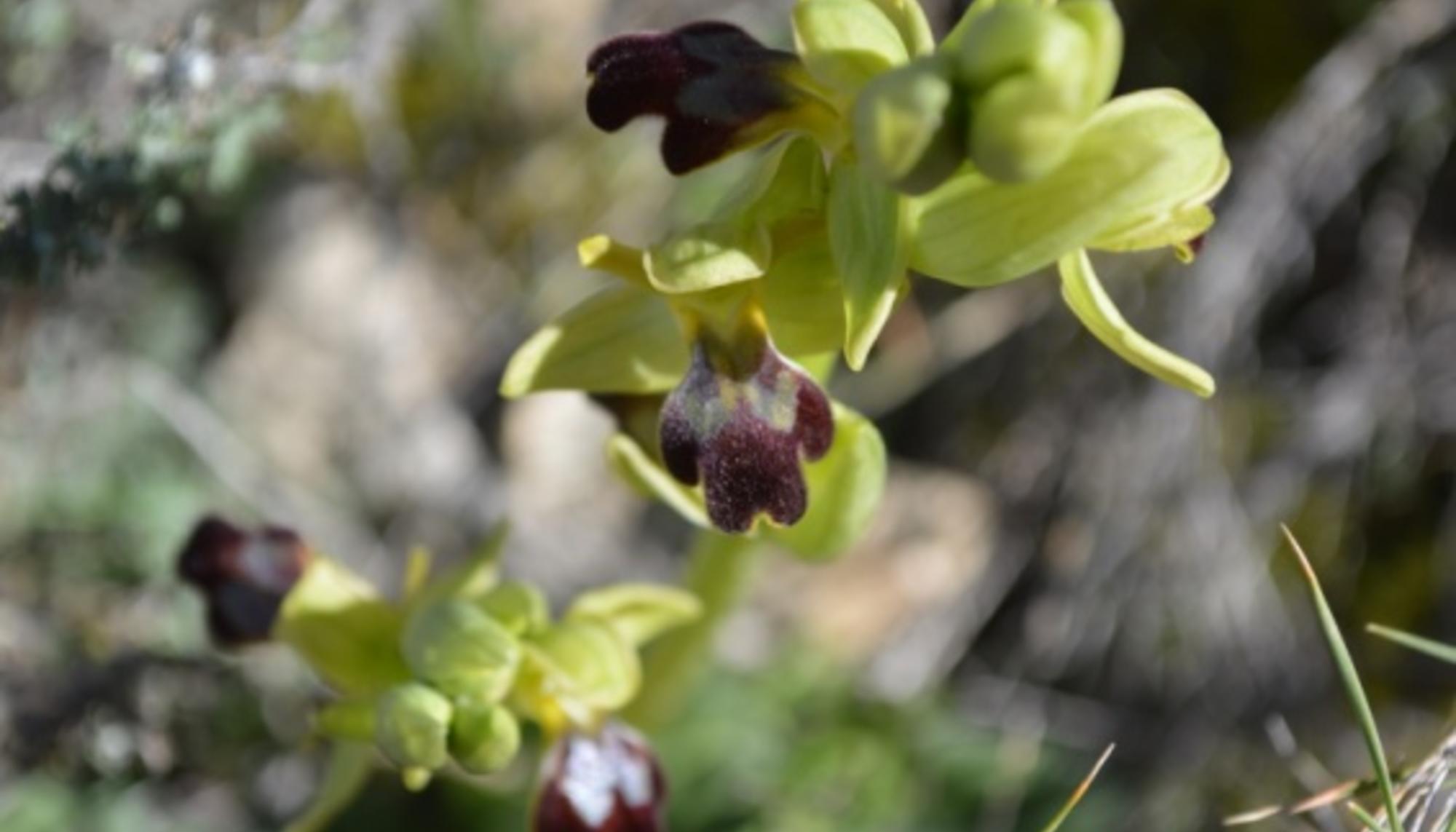 Orquídia abellera 