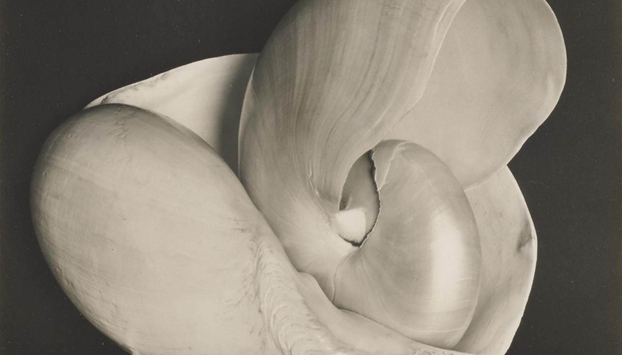 Shell, 6S - Edward Weston