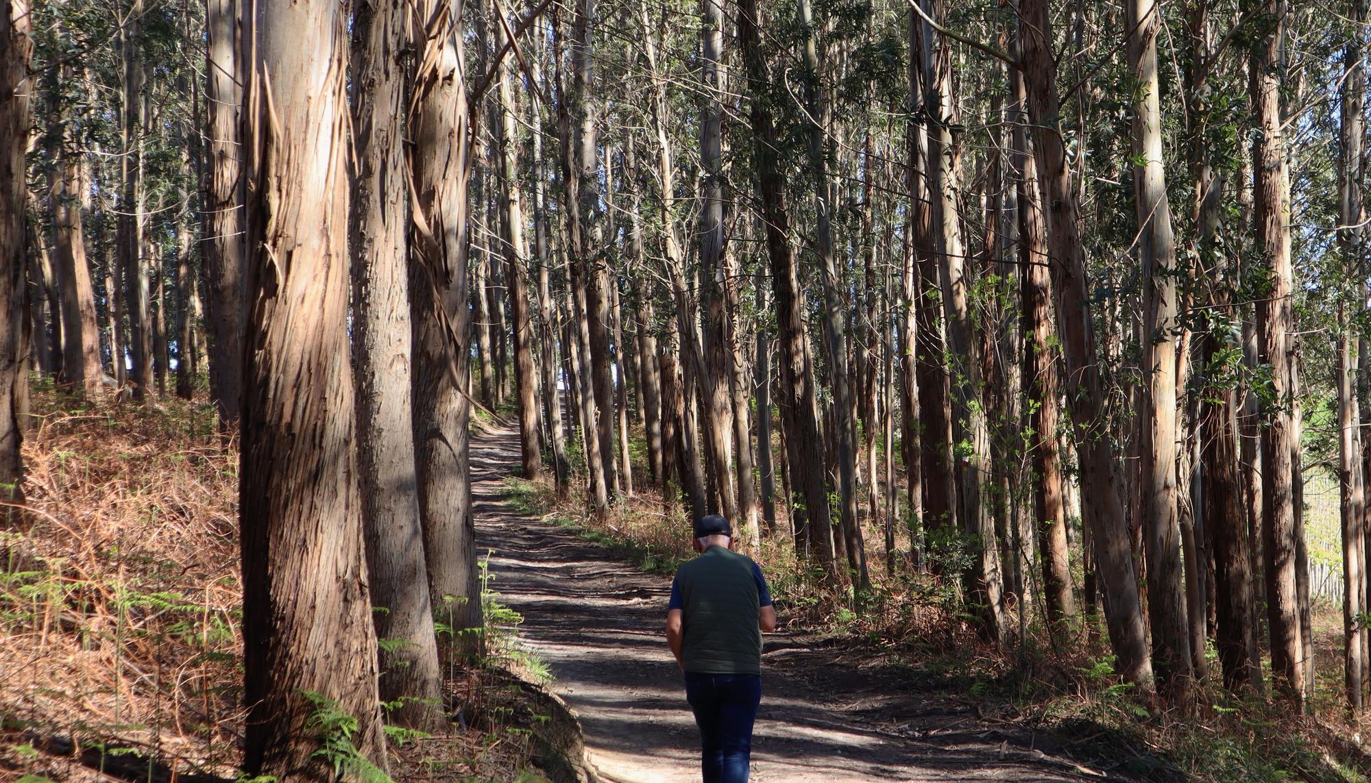 Bosque de eucaliptos 