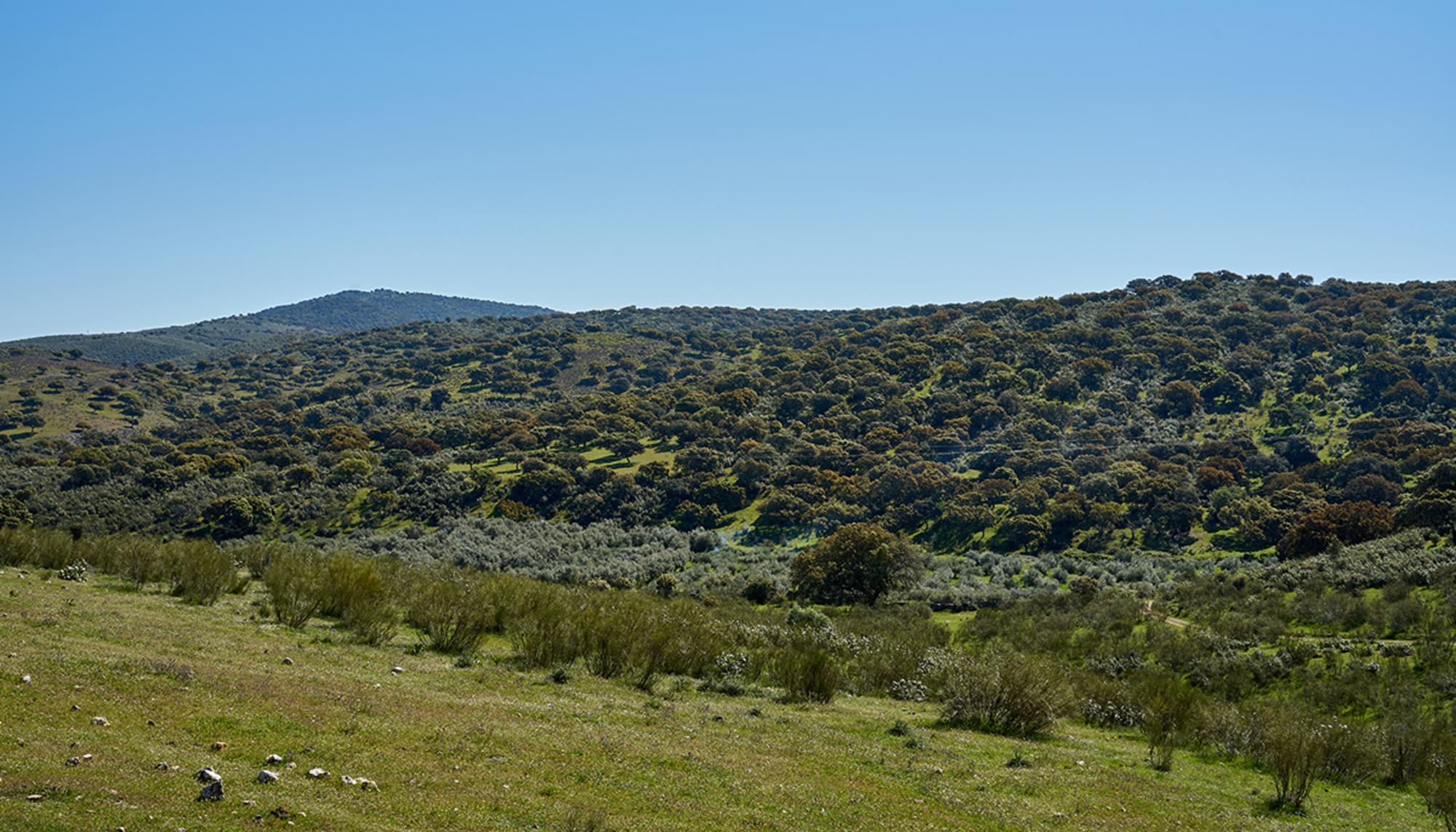 Paraje Cañaveral