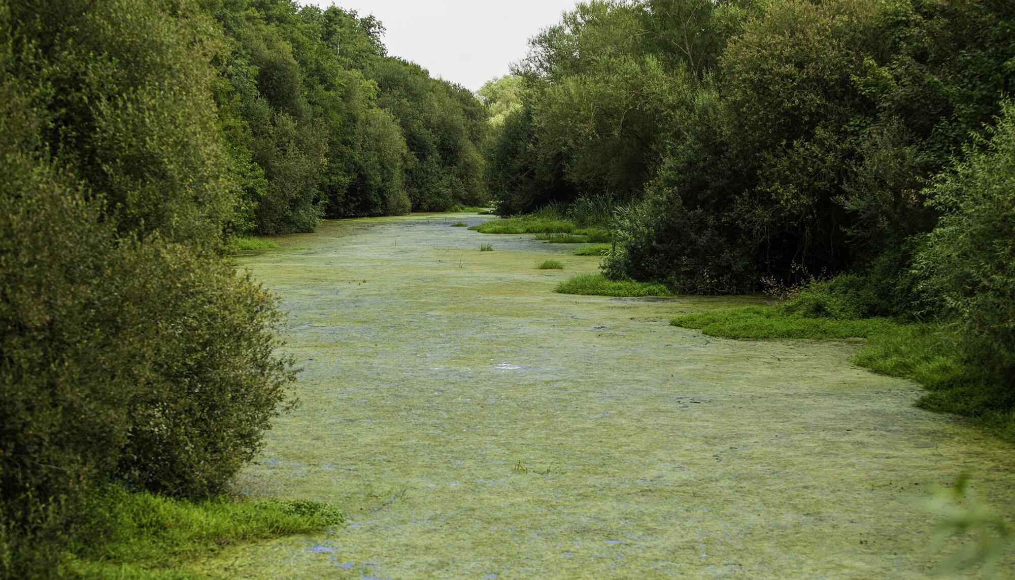 Embalse As Conchas 1