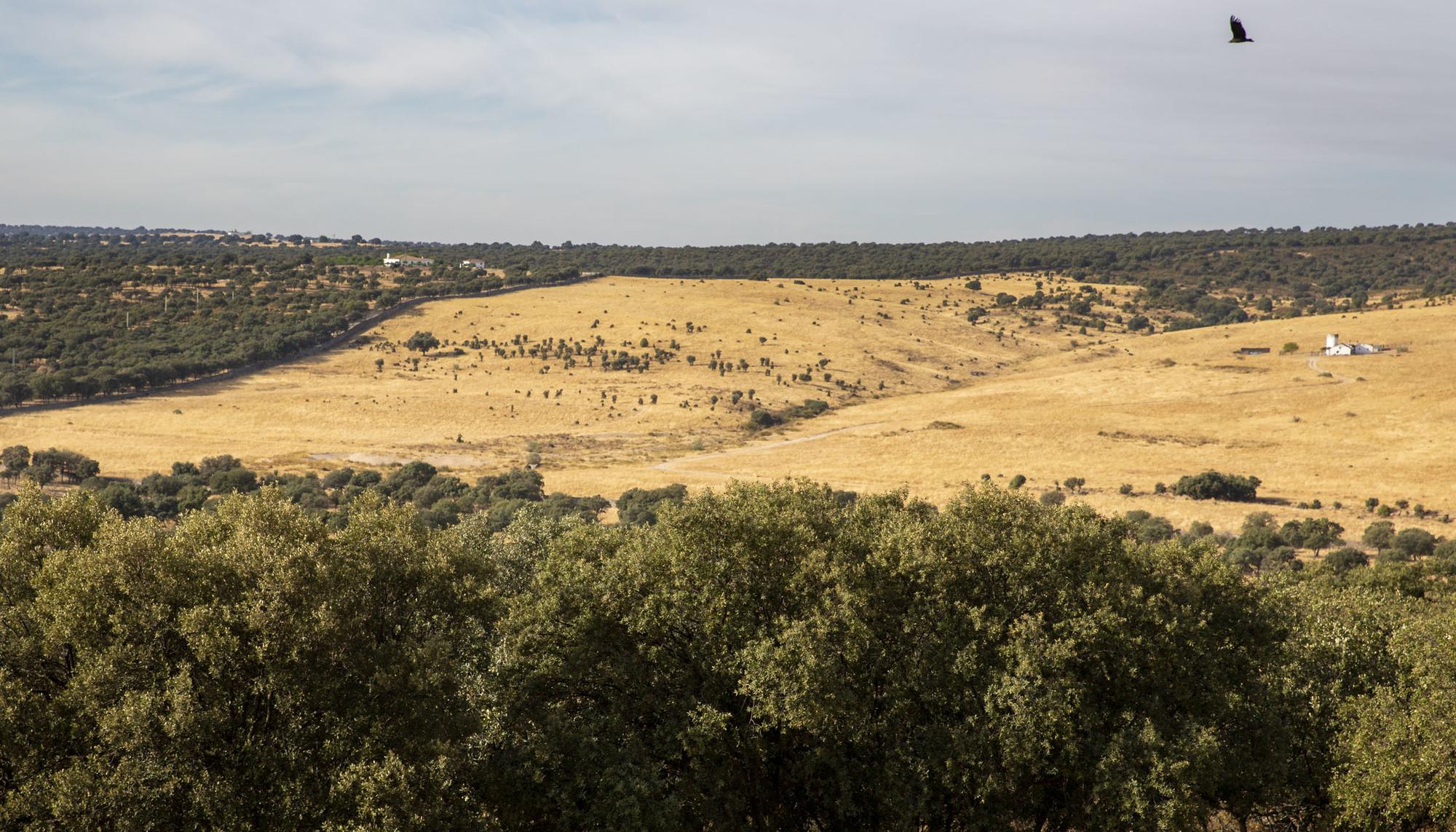 El Pardo buitres