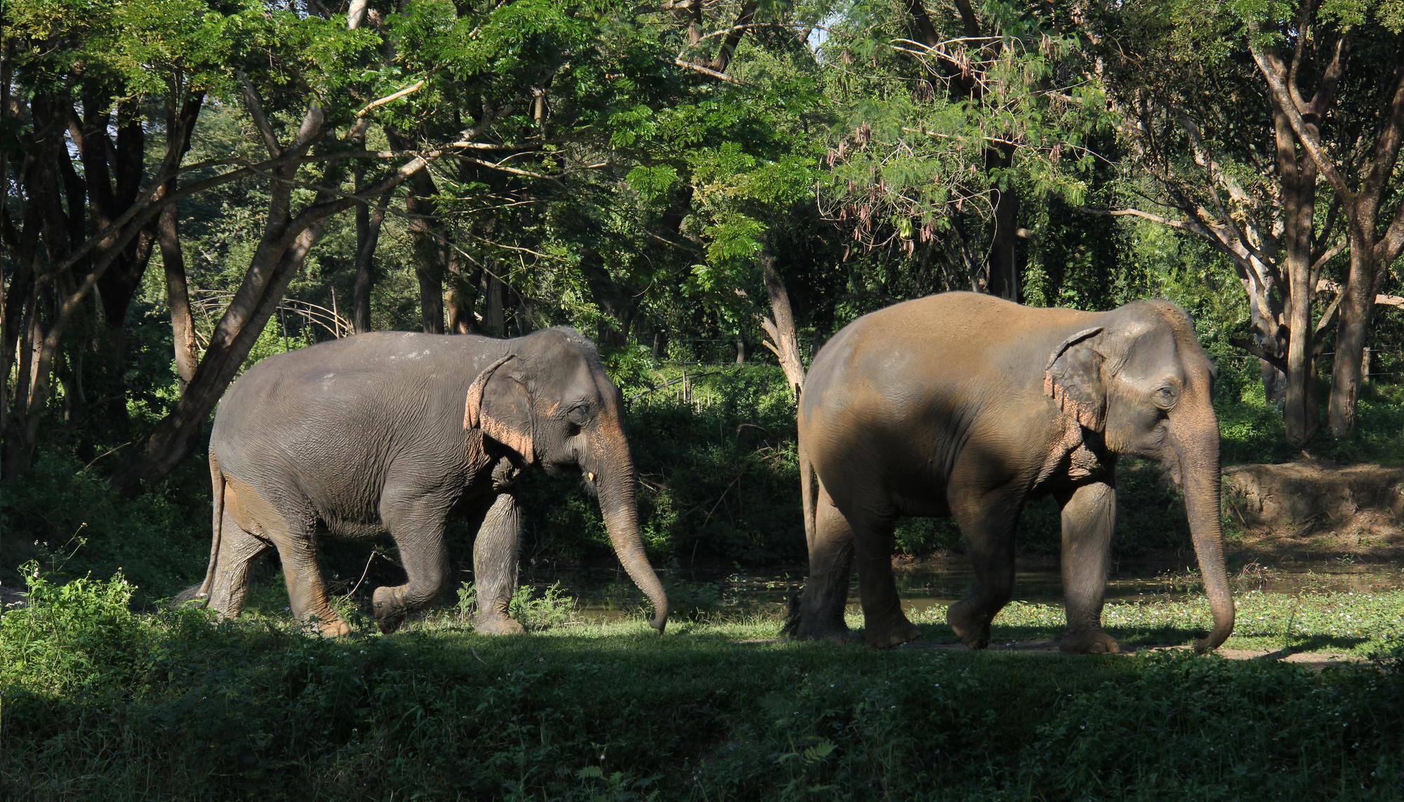 Elefantes Tailandia 2