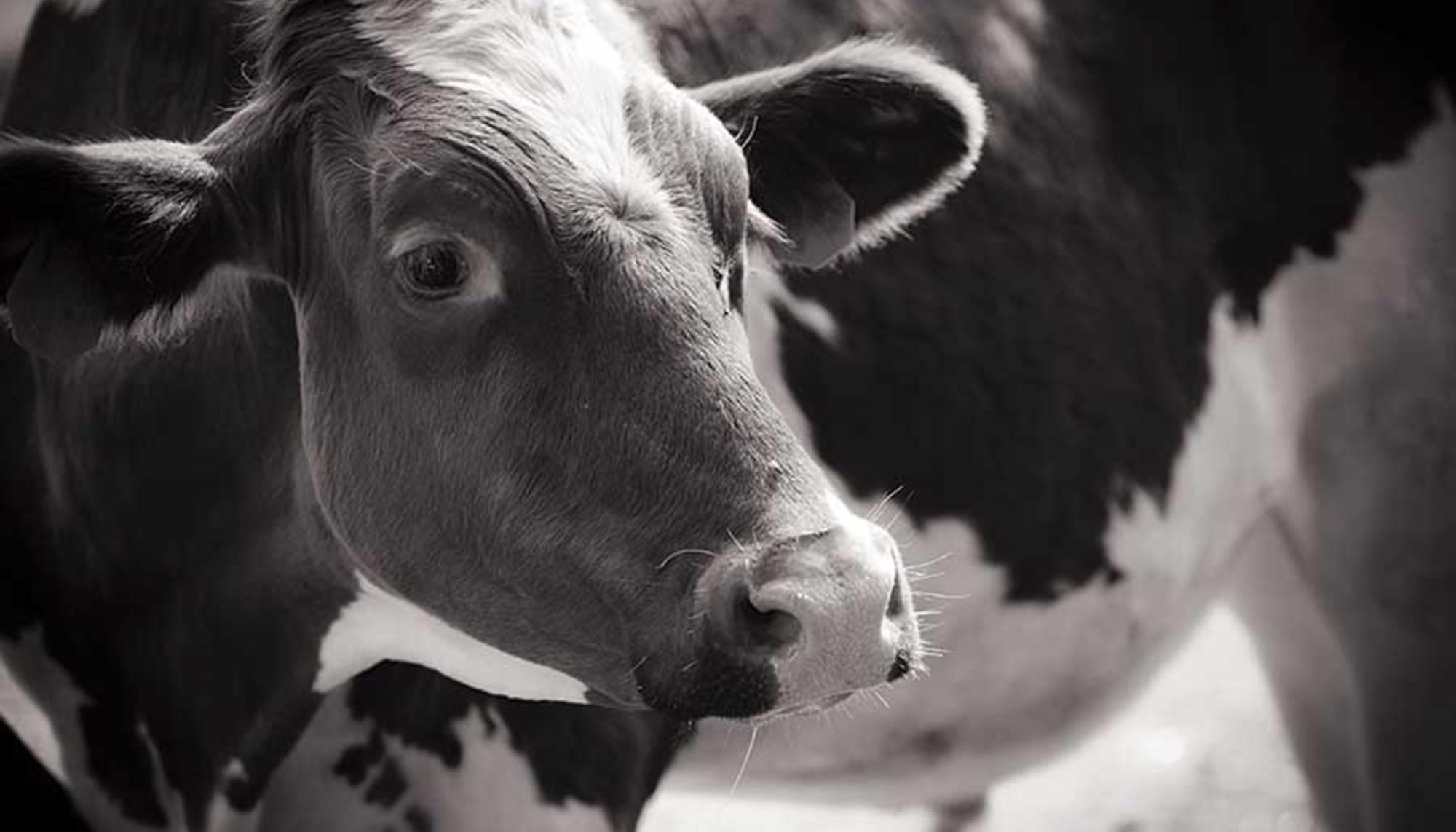 Vaca