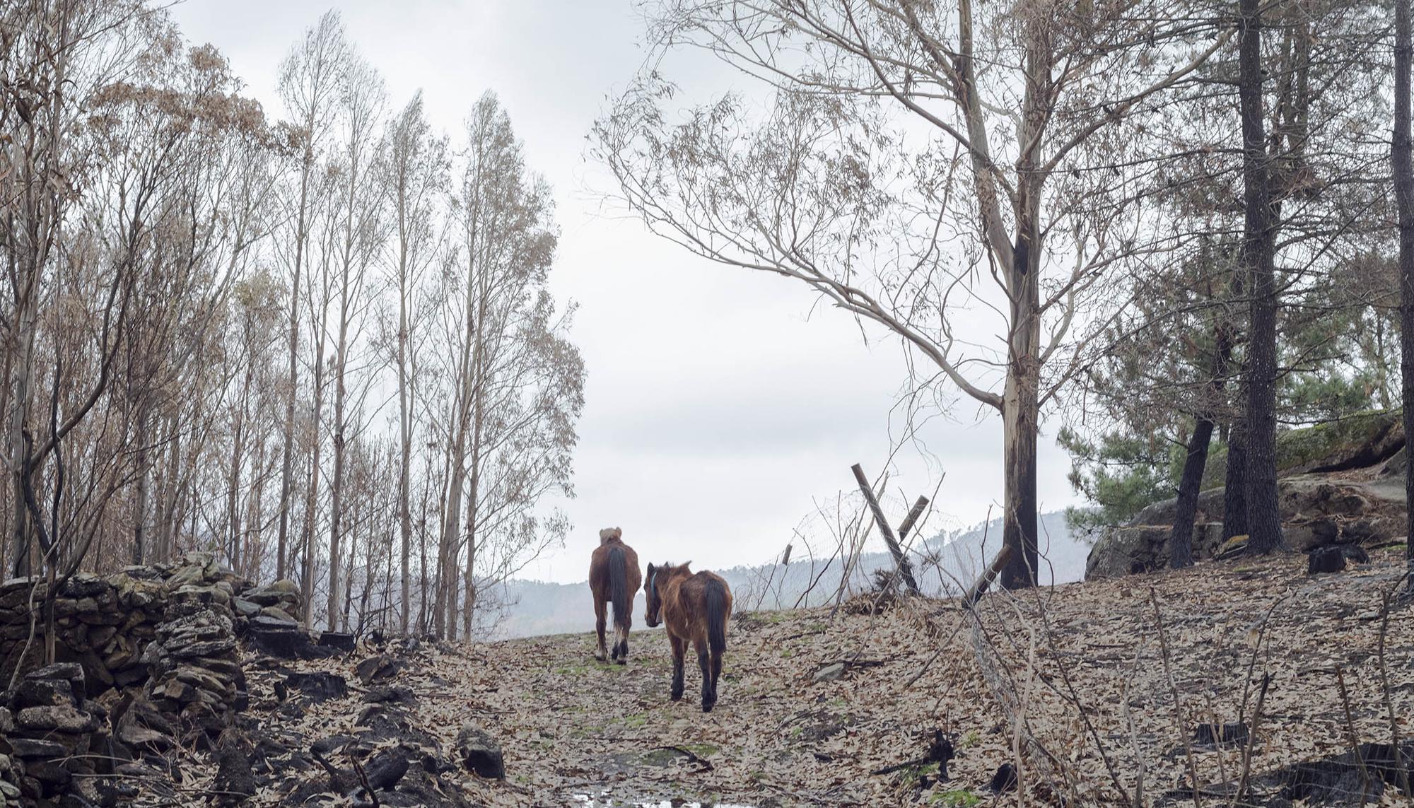 Incendios en Galiza