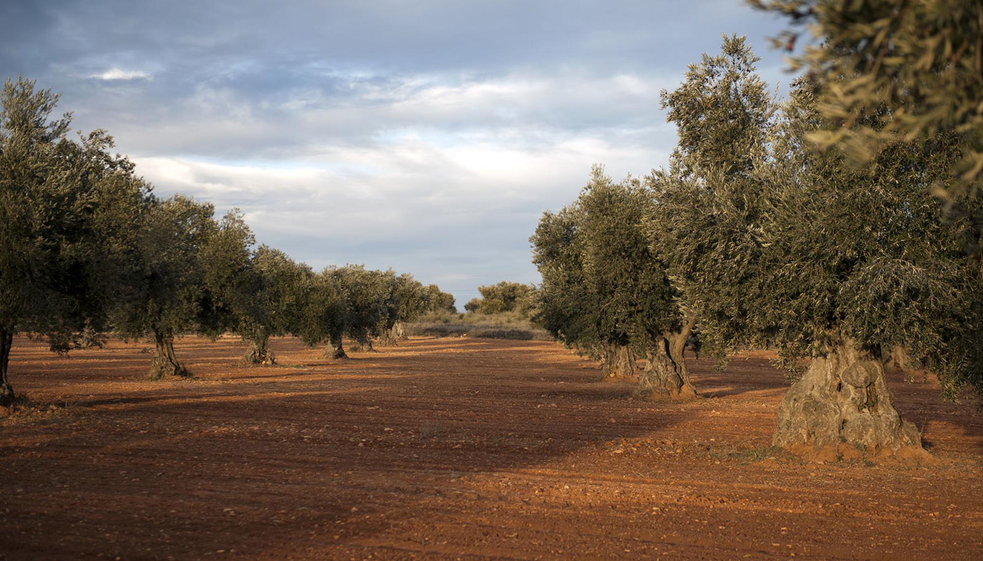 Olivos 1