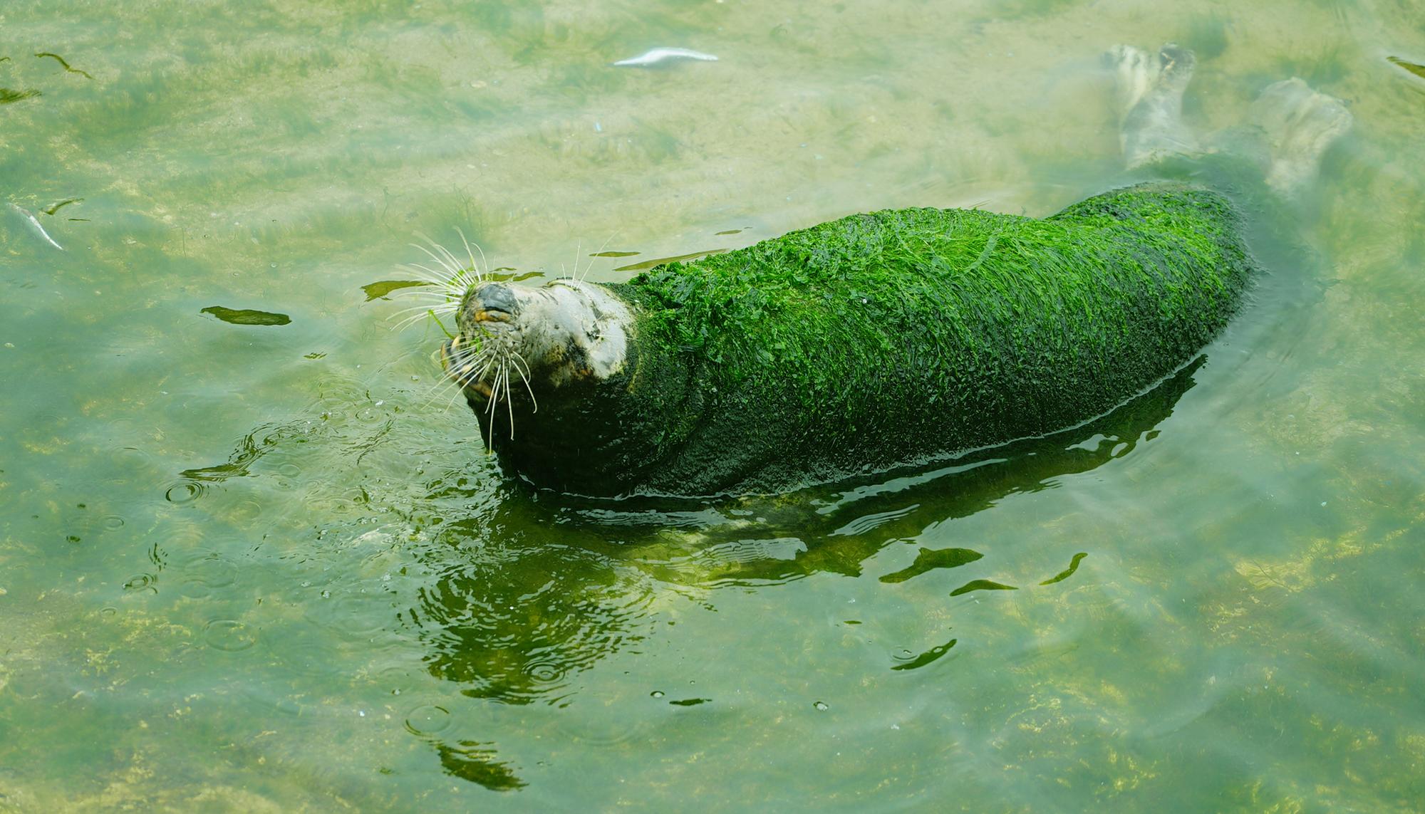 Foca_En_Cantabria_1