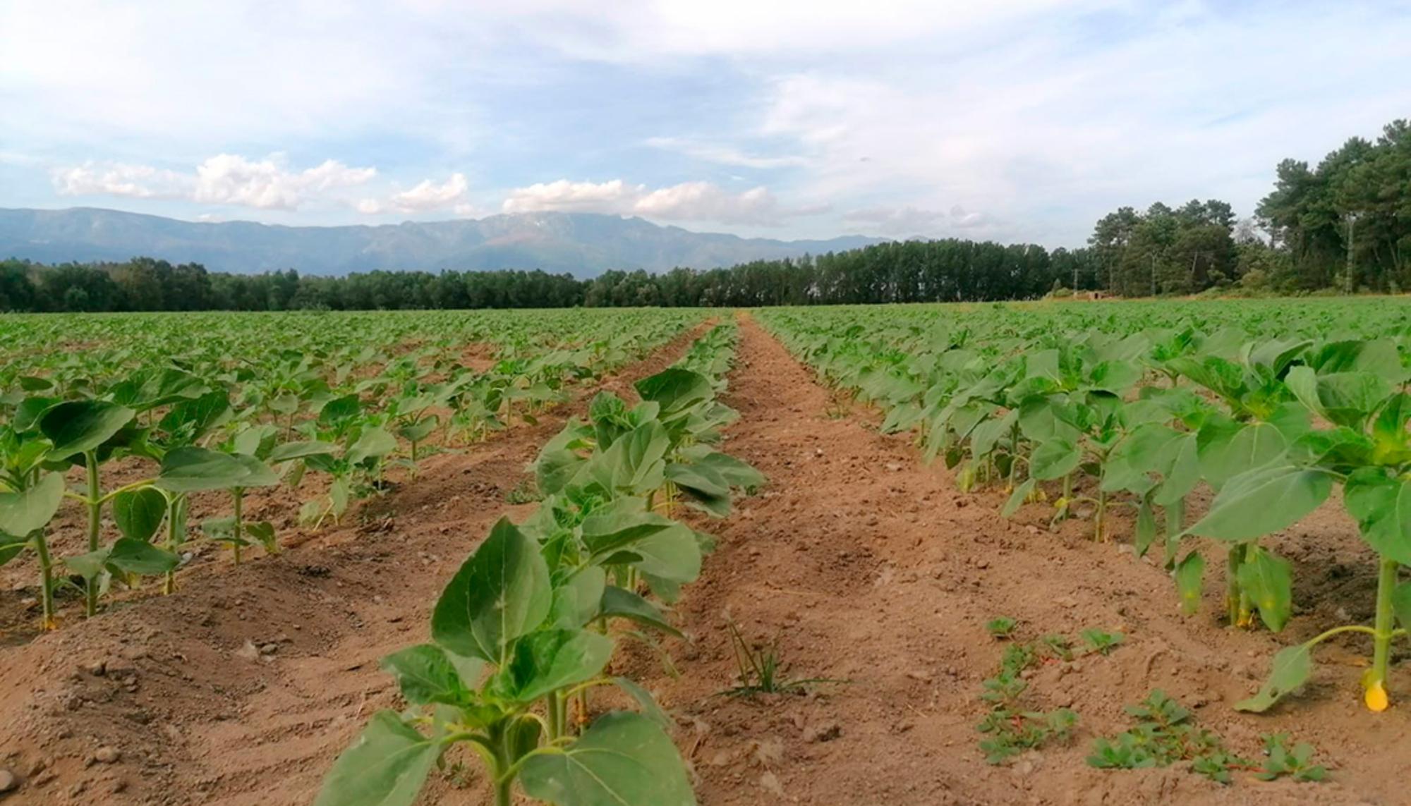 Campo de girasoles