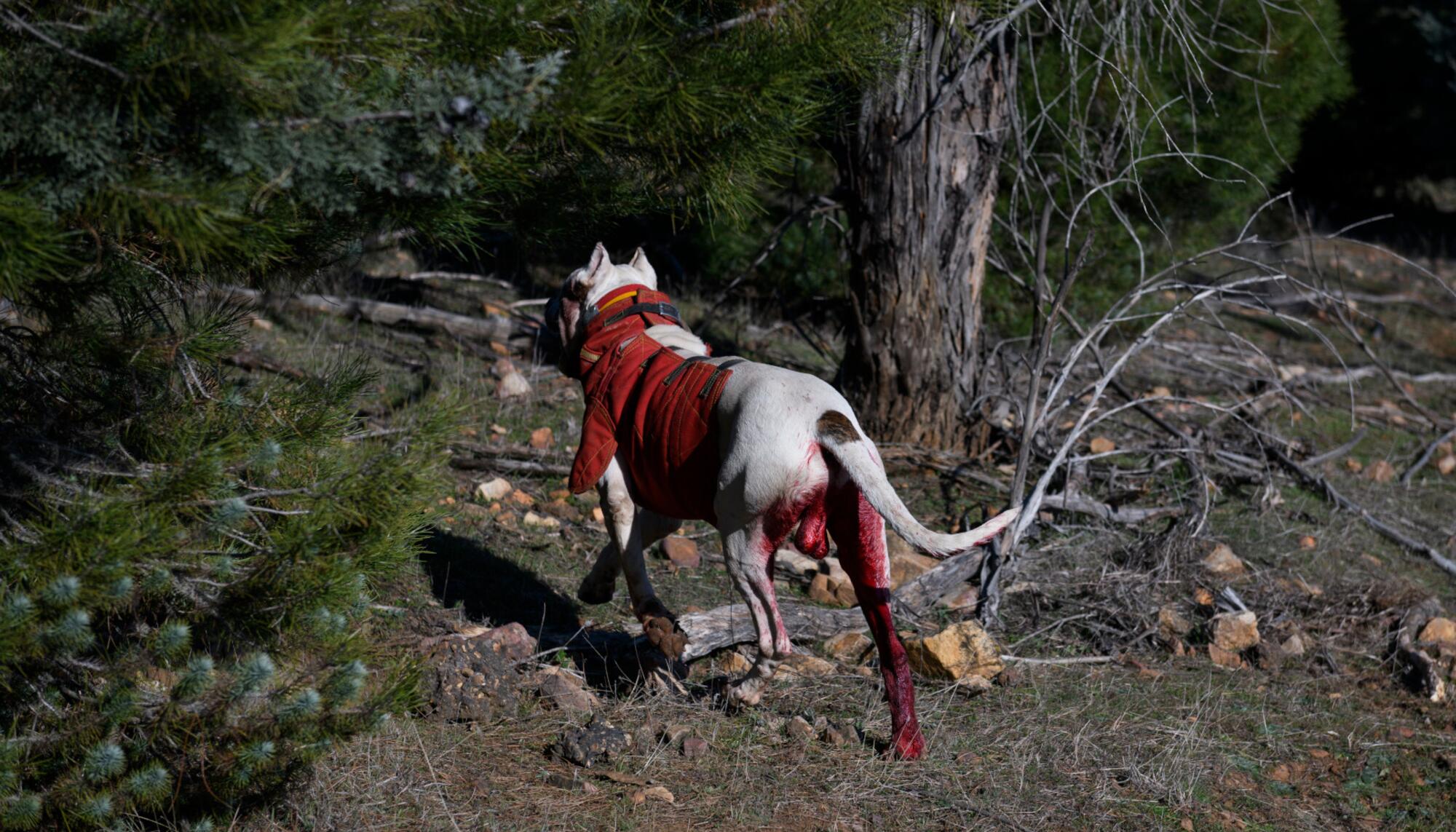 SULTAN