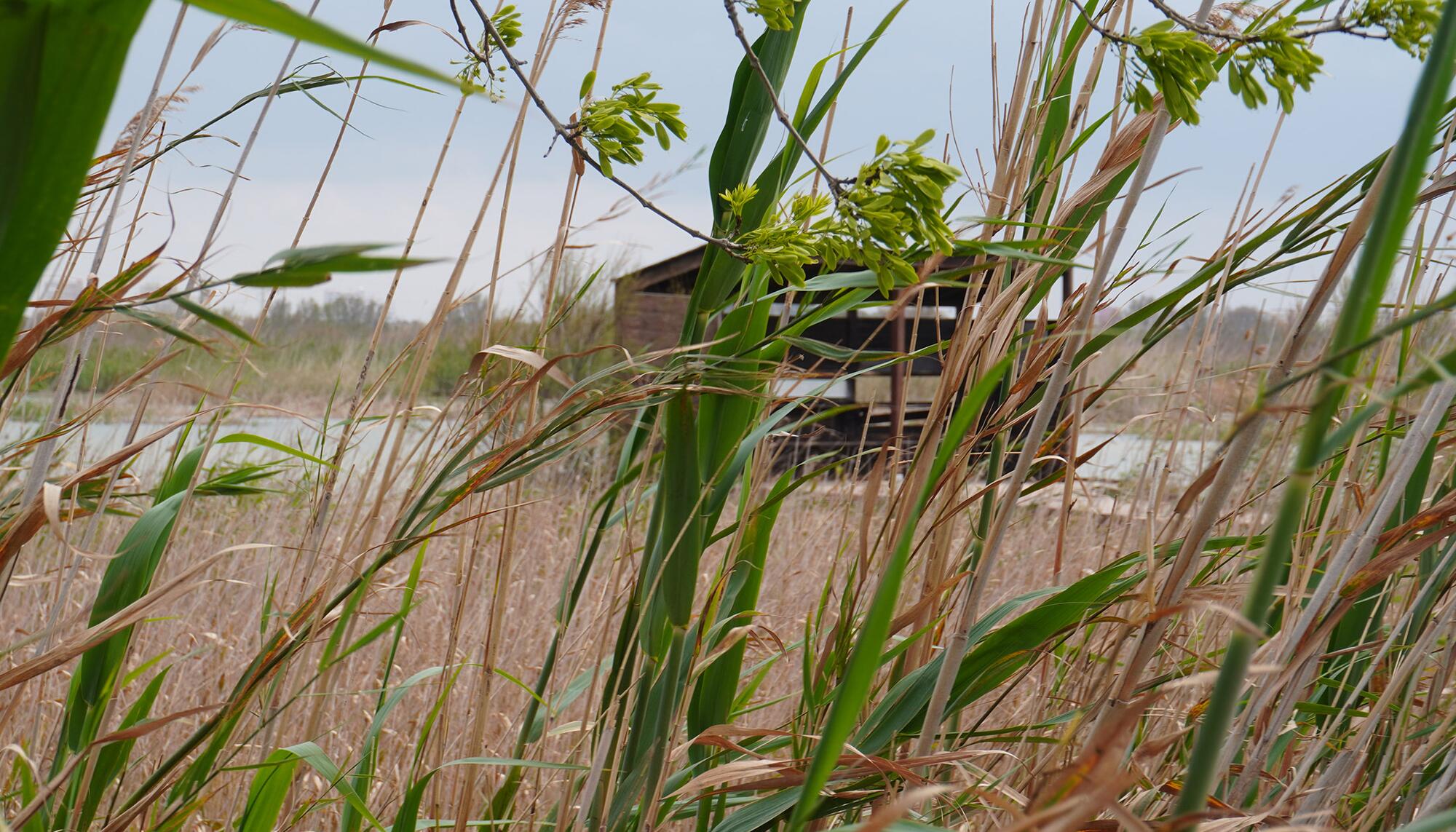 Albufera Reportaje - 5