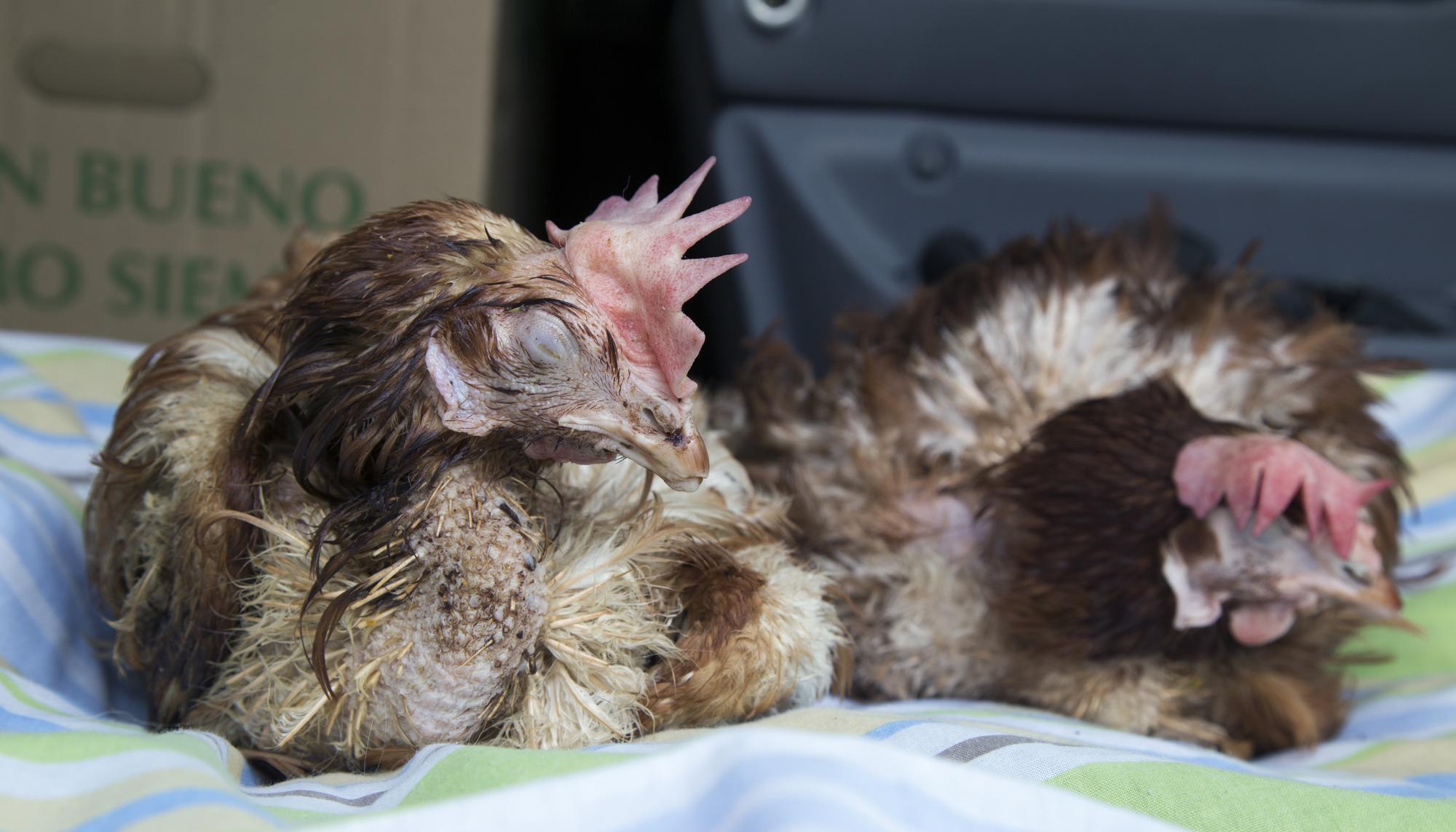 Gallinas rescatadas