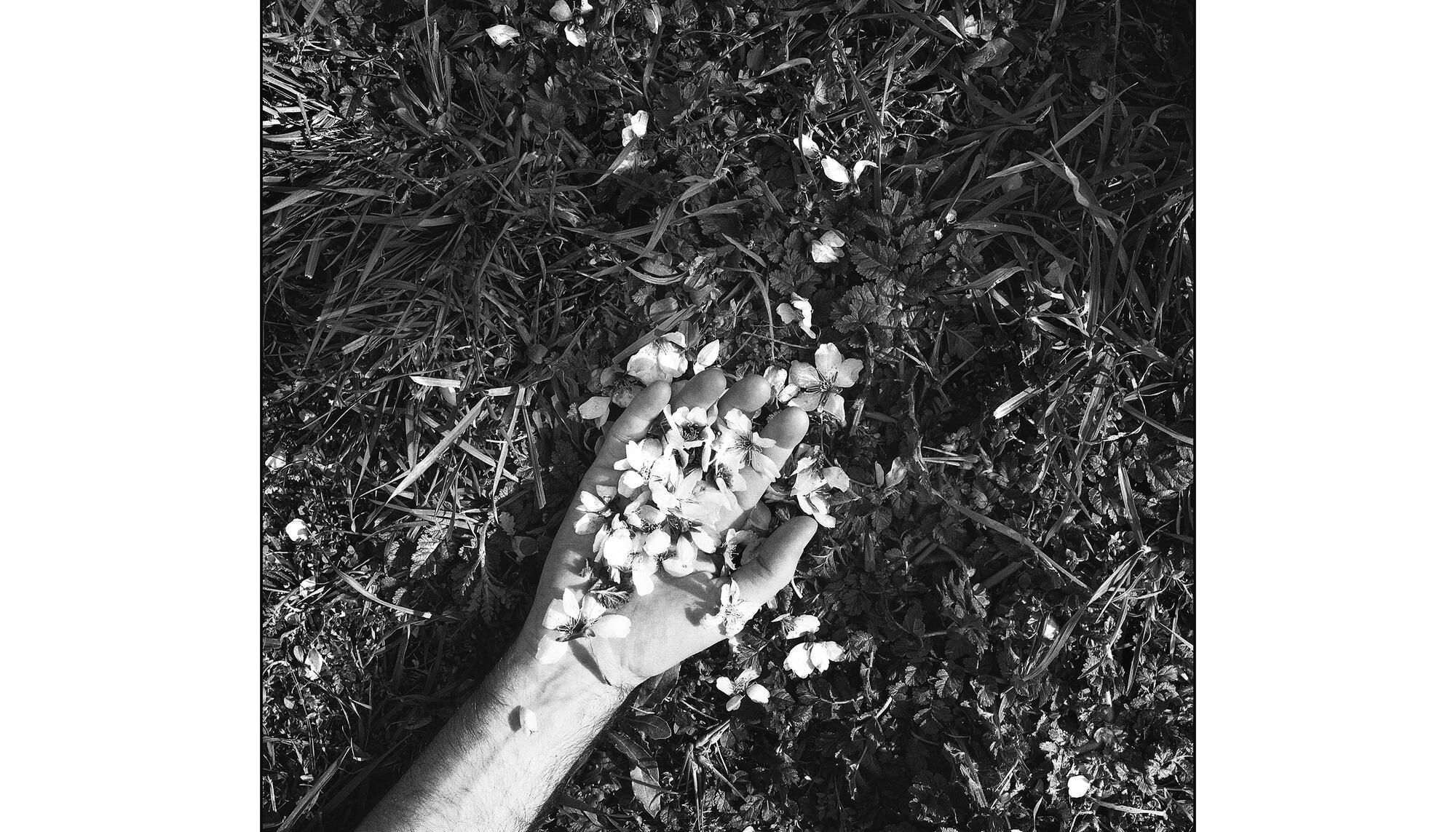 Epílogo primavera semillas NO USAR