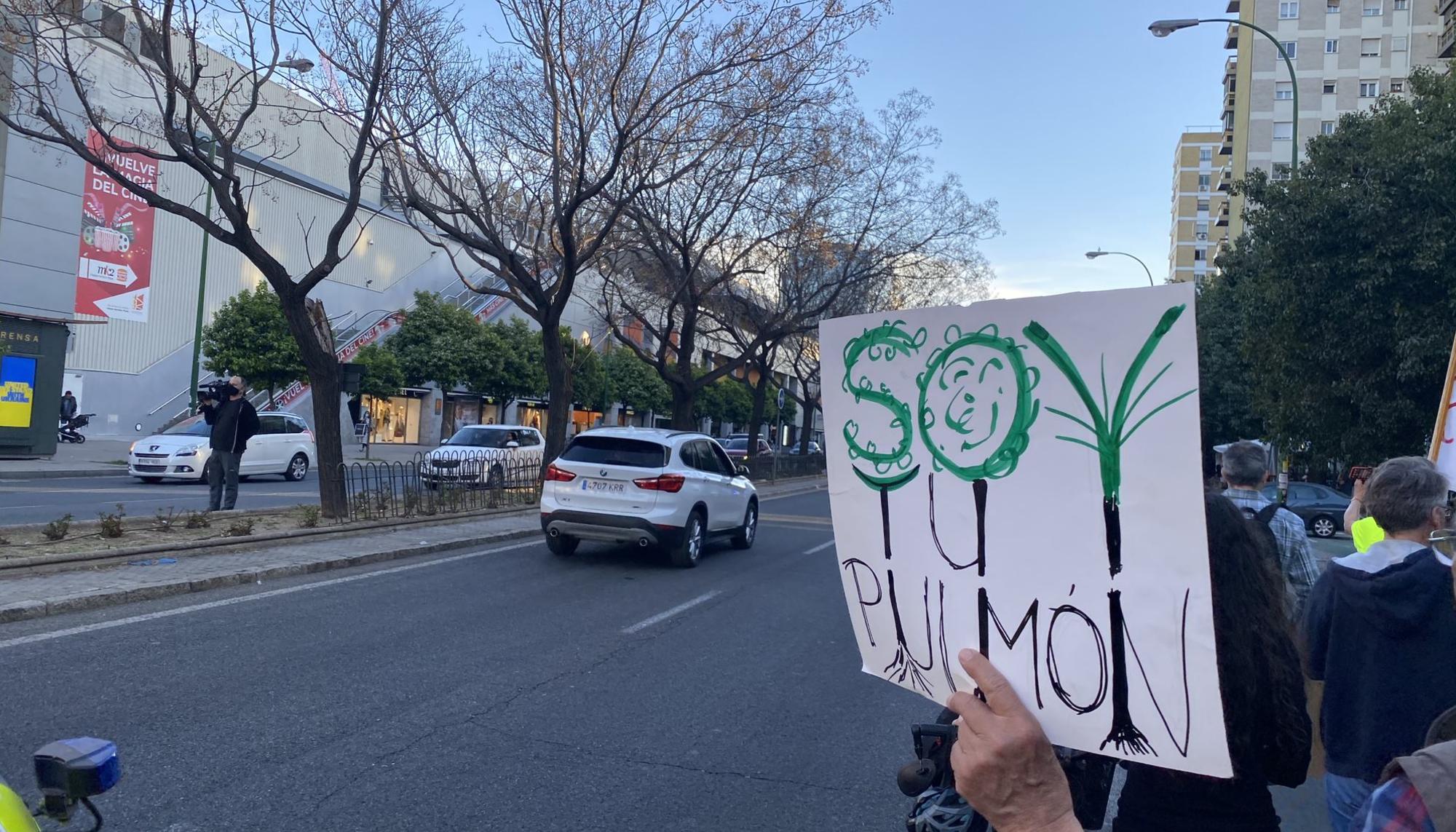 Ecologia Sevilla arboles1