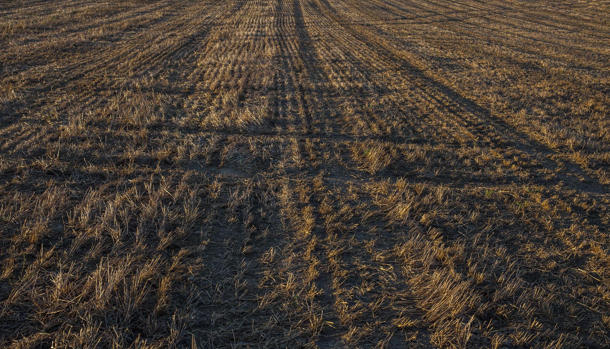 cultivo seco