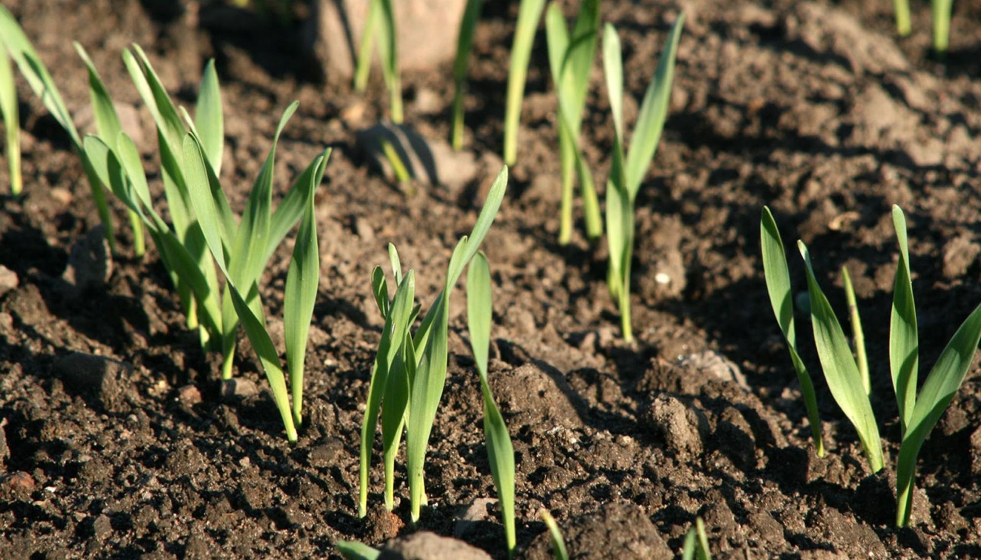 Agroecología brotes