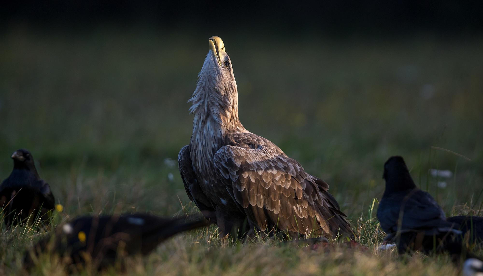 pigargo europeo