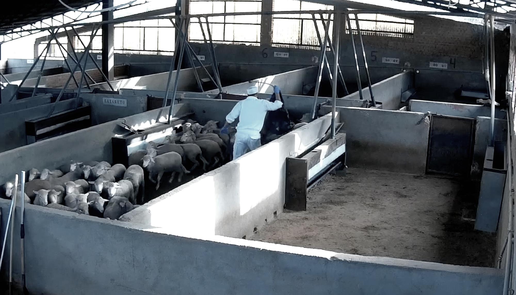 Trabajador golpeando a corderos en matadero