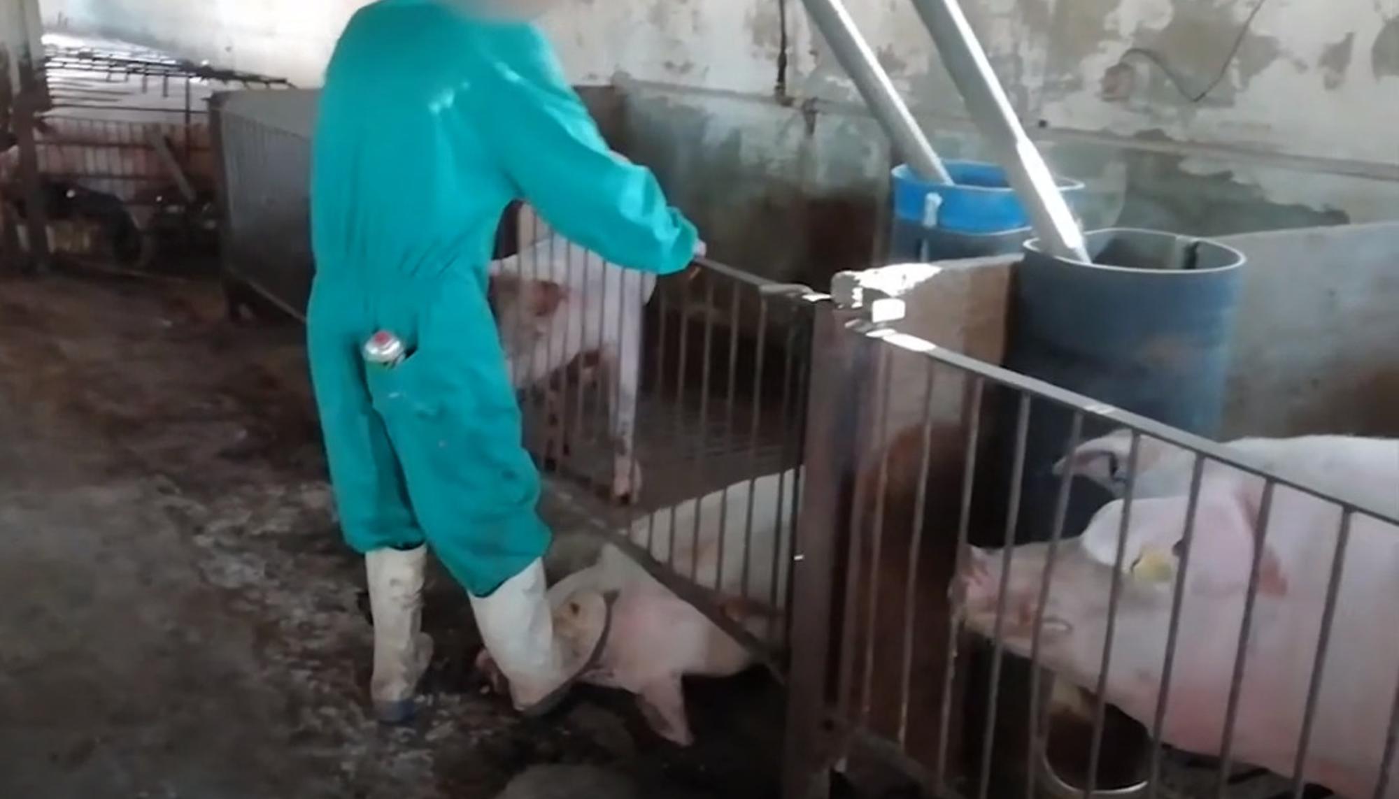 Granjas de cerdos: criados para abastecer el matadero
