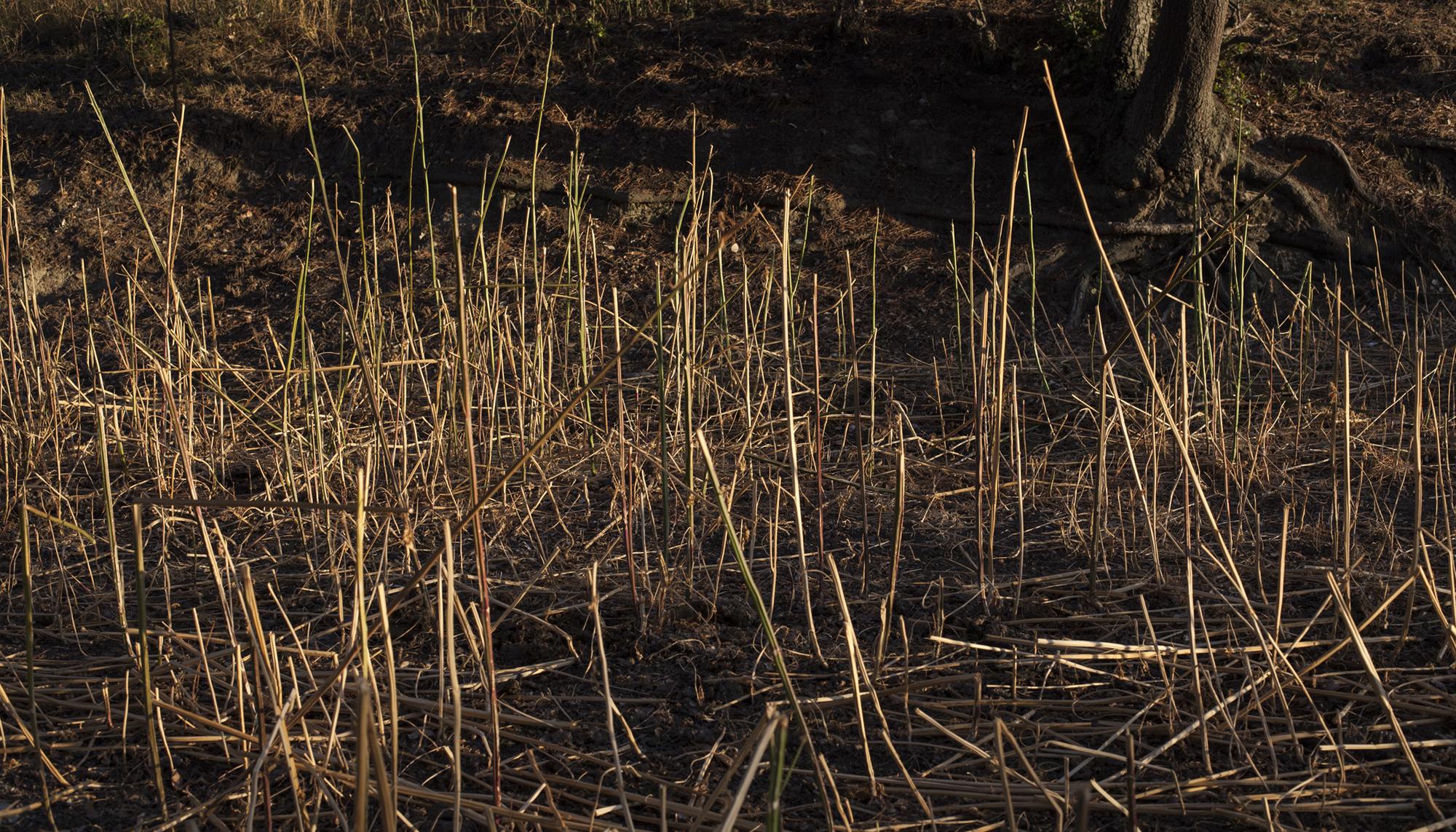 campo seco