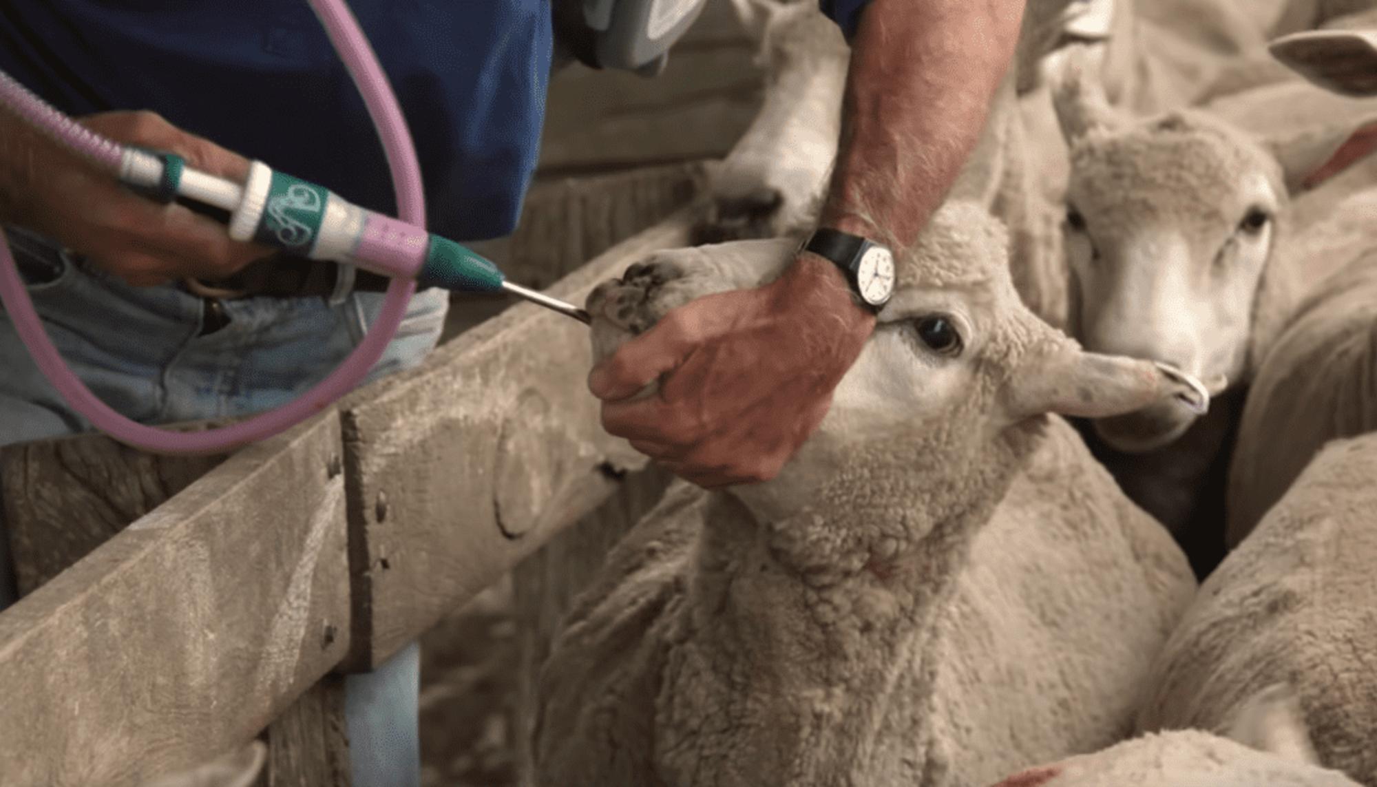 Escena del documental Comiendo nuestro camino hacia la extinción.