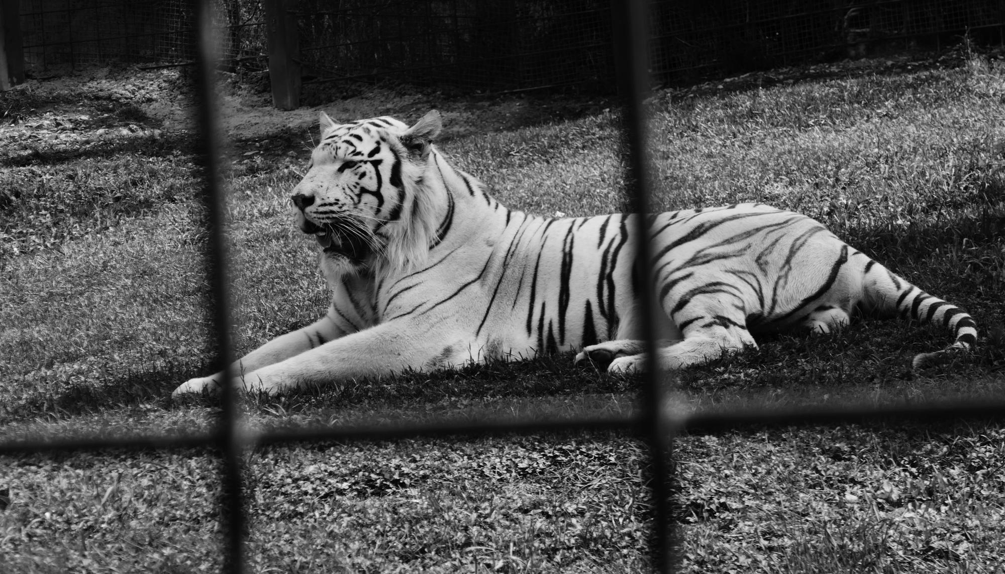 Tigre sendaviva