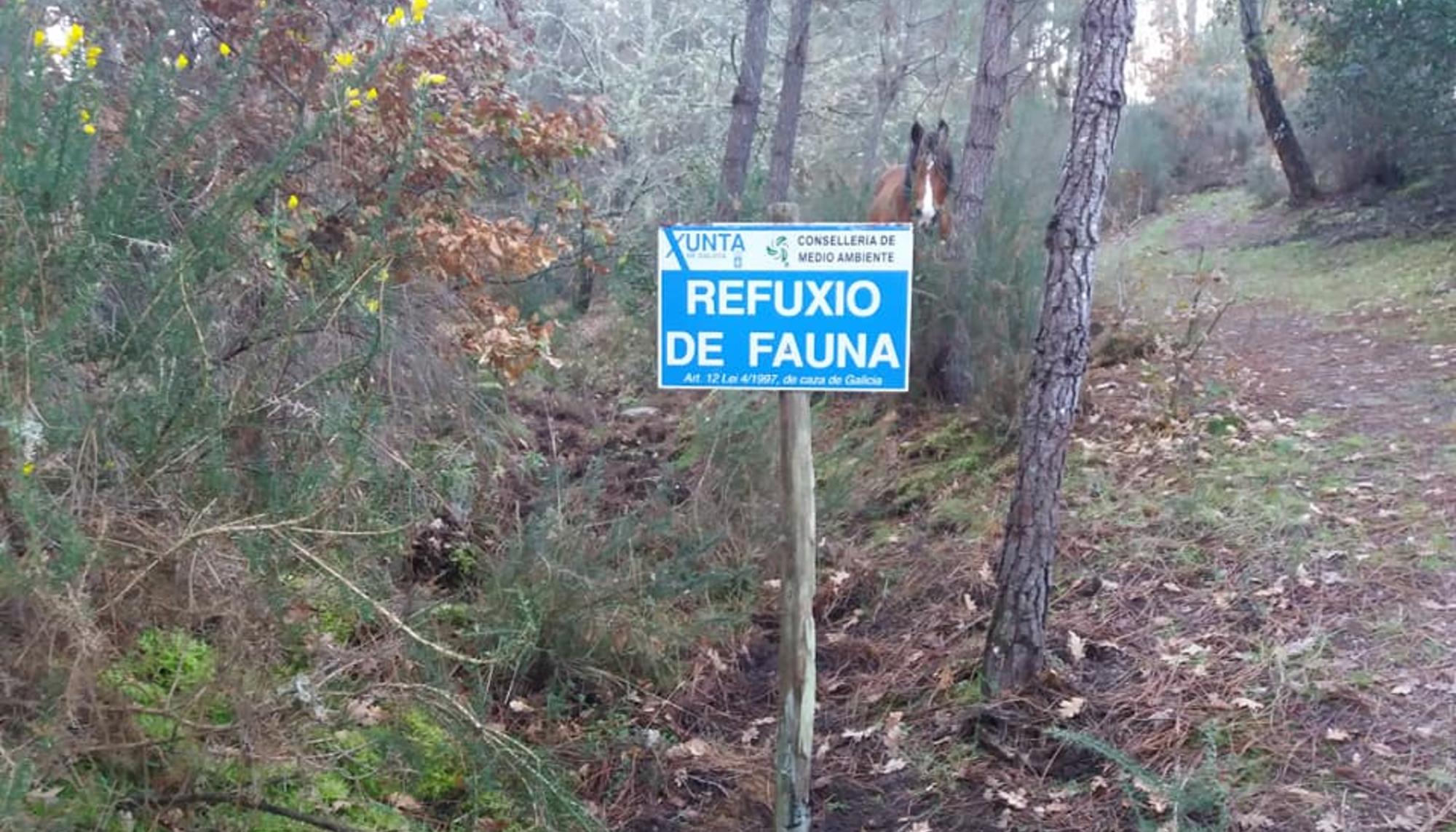 Bosque Ridimoas, Ourense.
