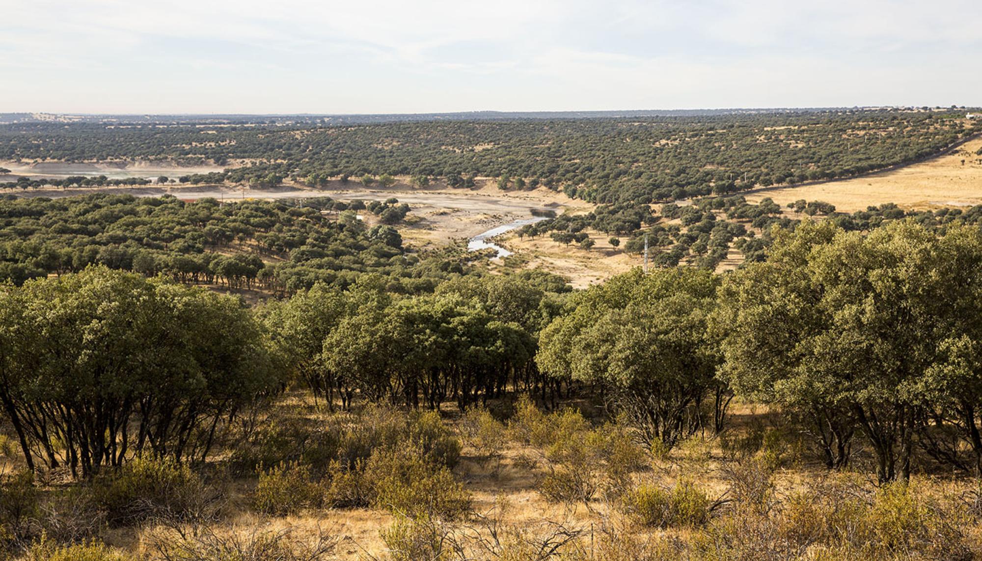 El Manzanares, a su paso por El Pardo.