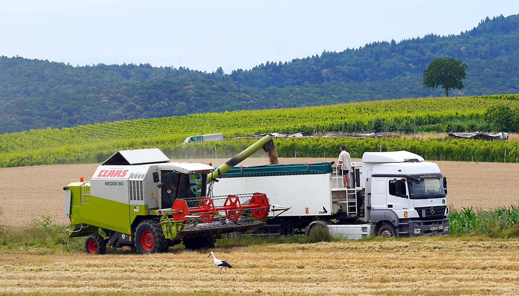 Agricultura cereal imagen camión
