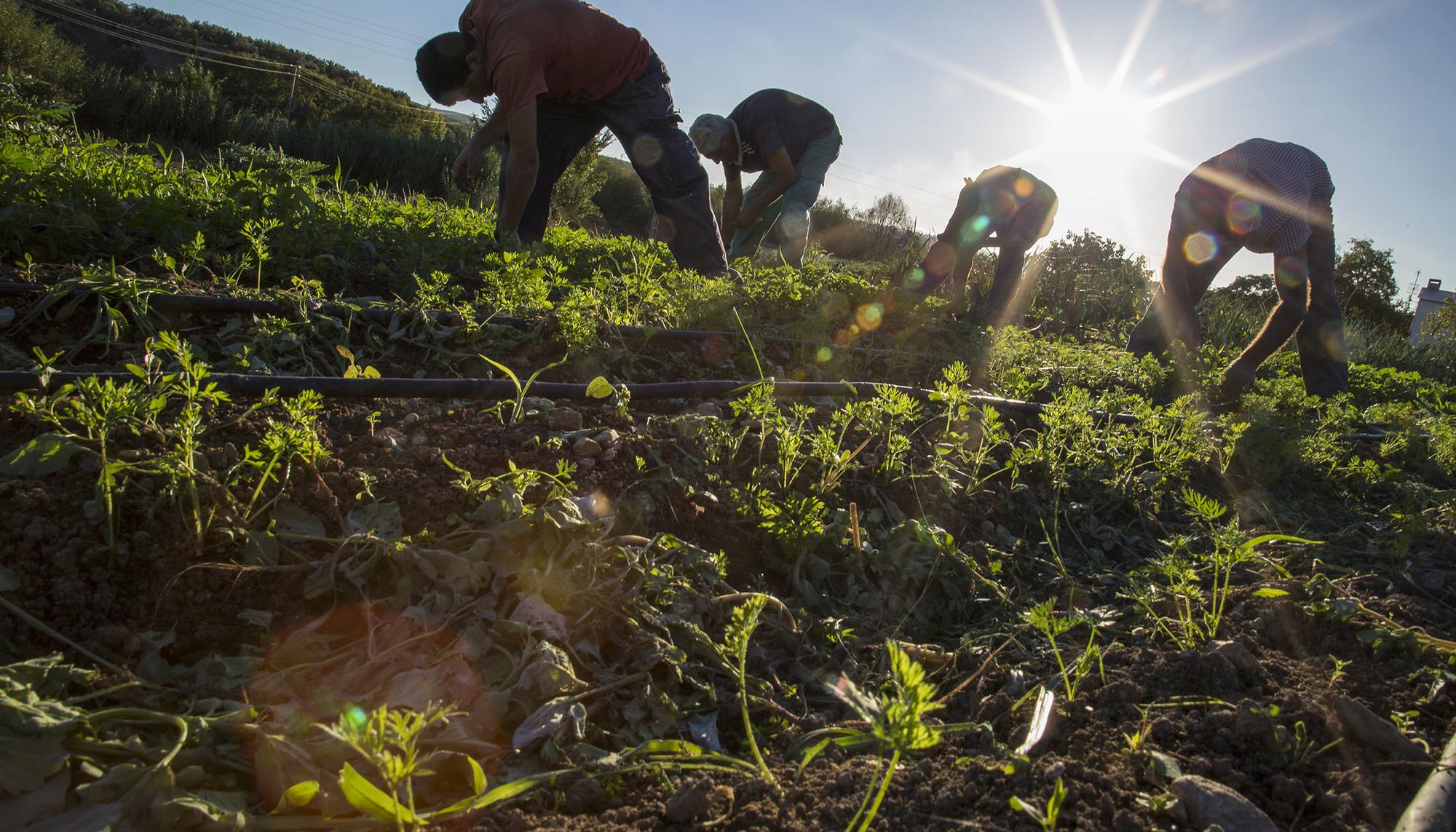 Huerta en Andalucía