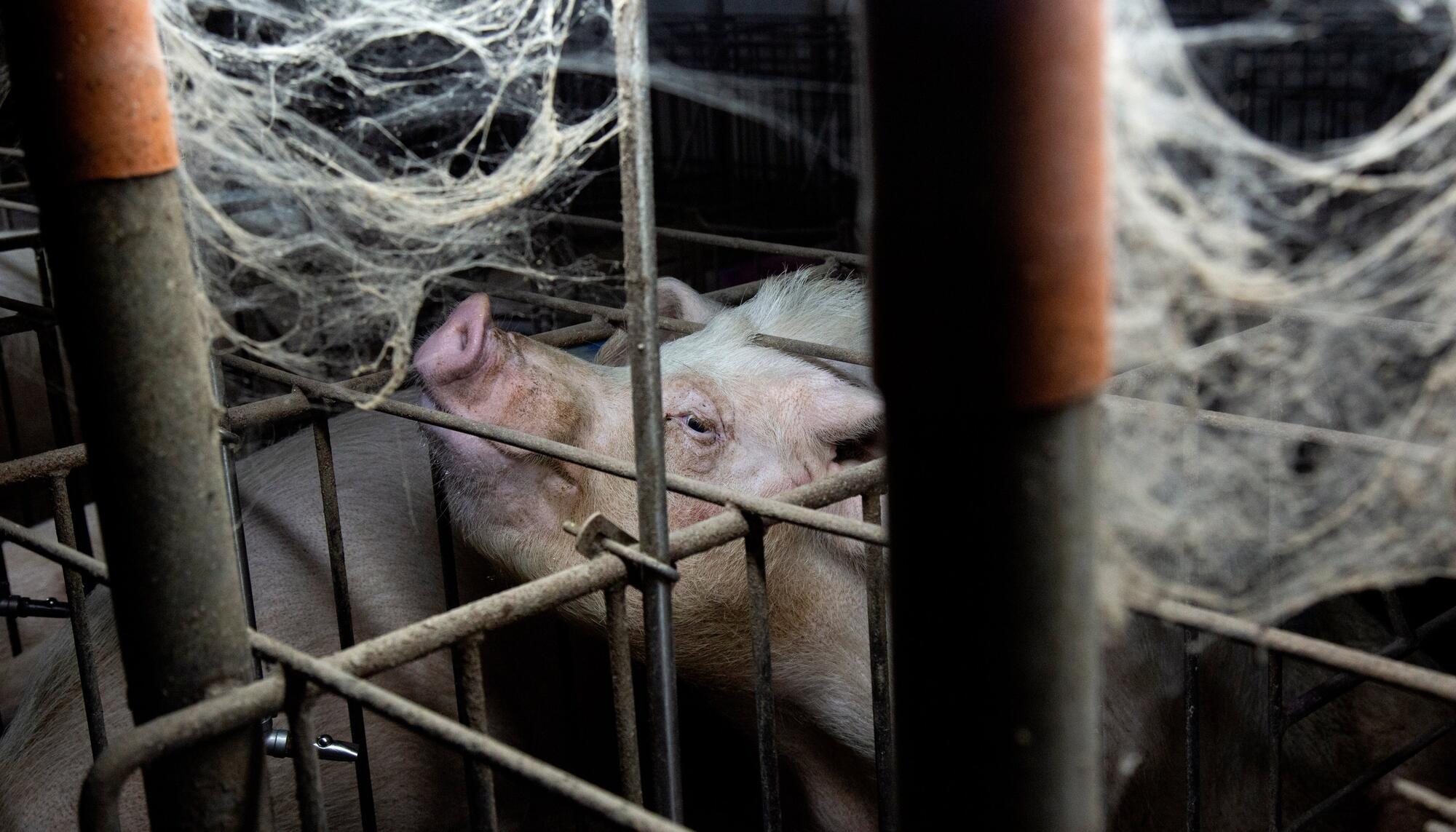 Investigación en granja de cerdos Xiana Castro