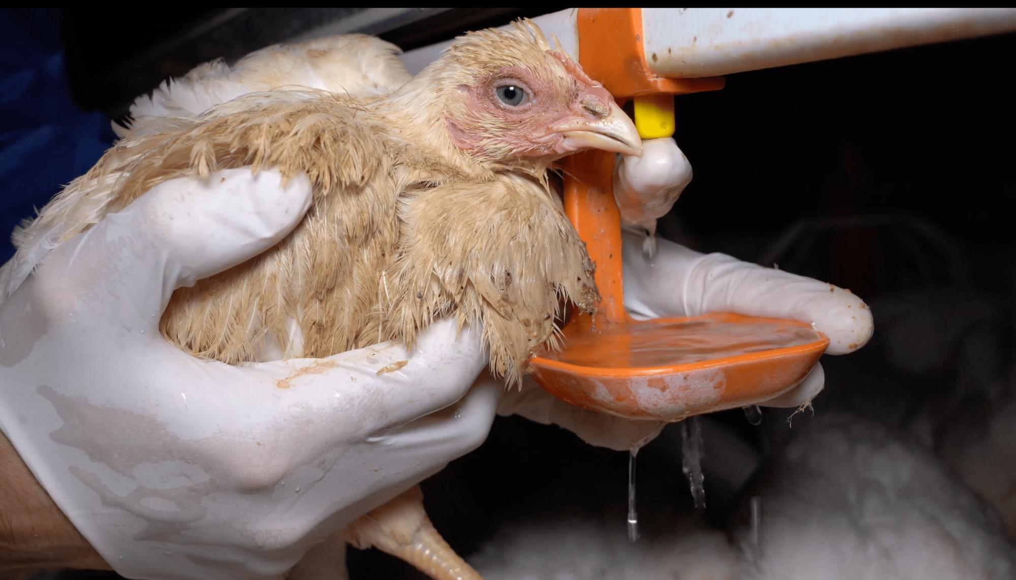 Investigación de Equalia sobre maltrato animal en granjas avícolas alemanas vinculadas a Lidl - 2