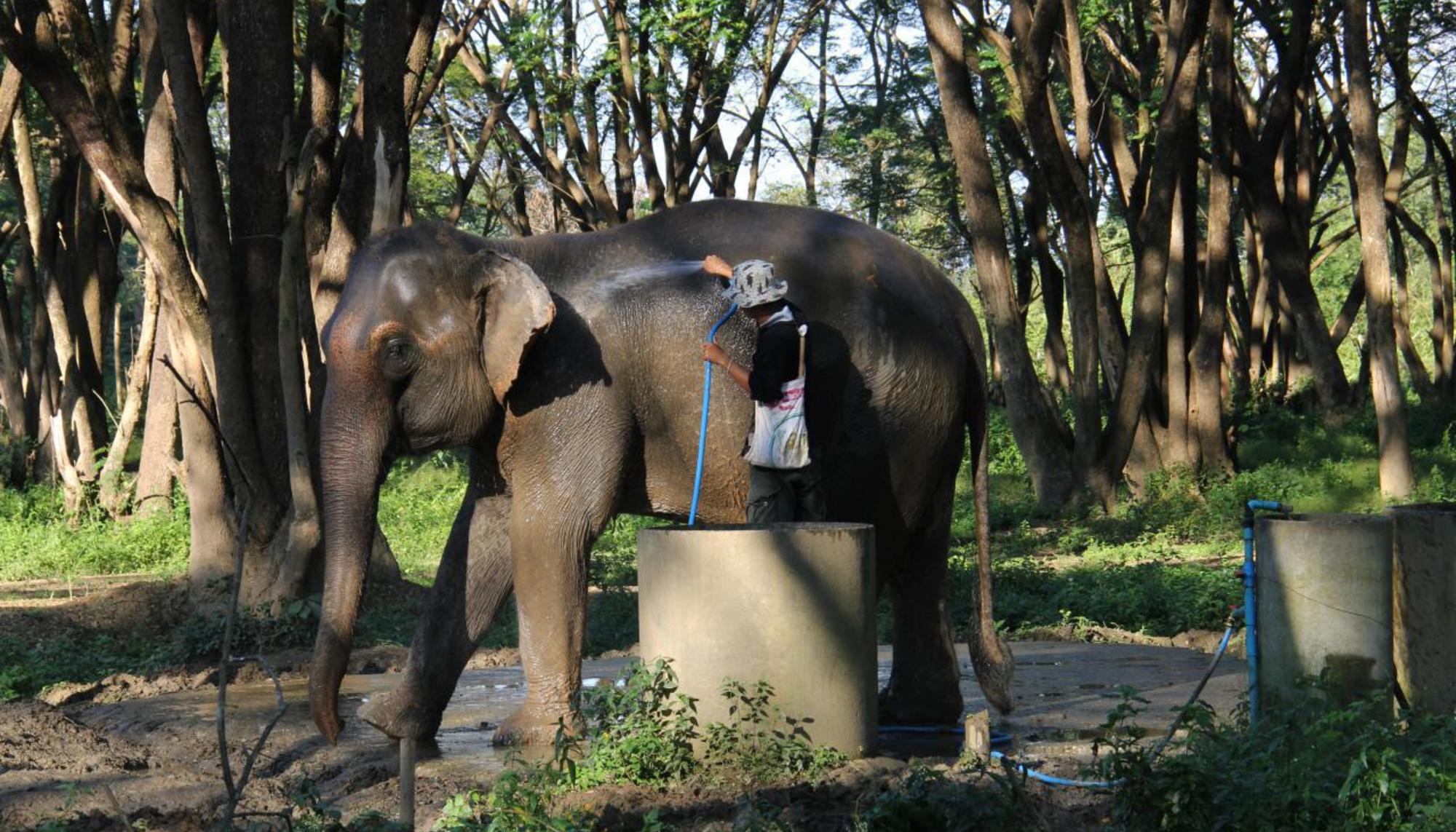 elefantes Tailandia