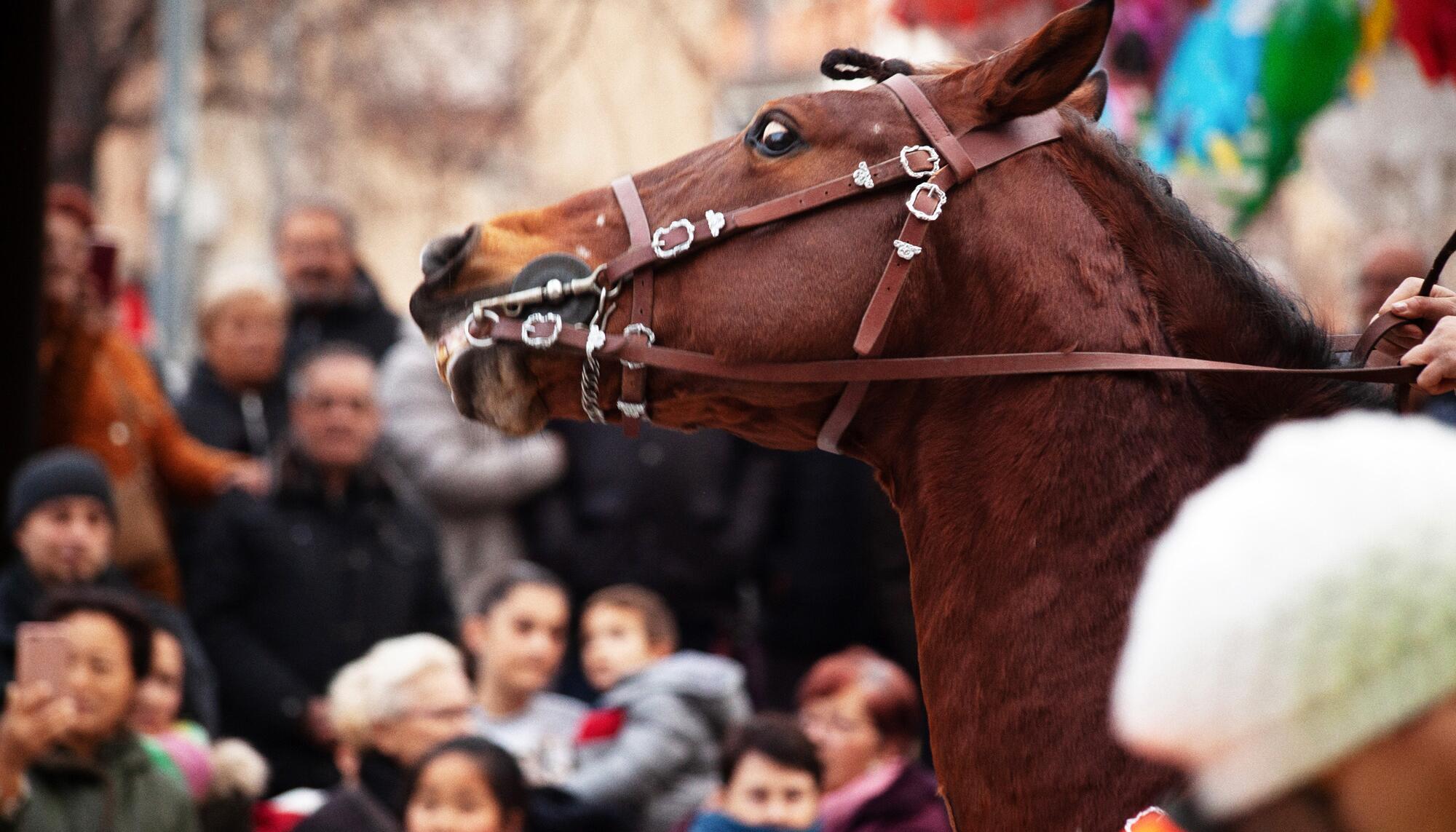 Caballo estresado.