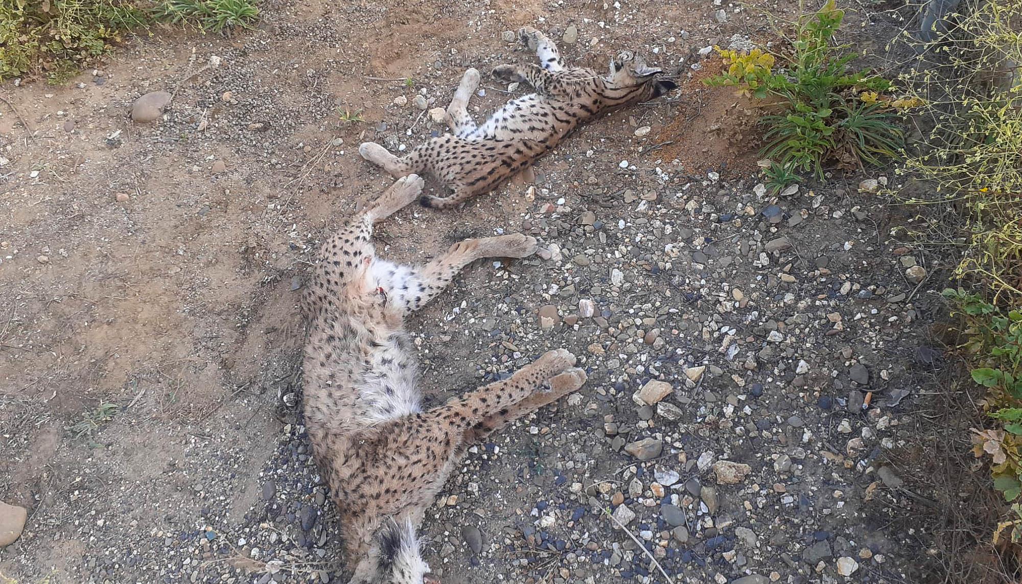 linces atropellados