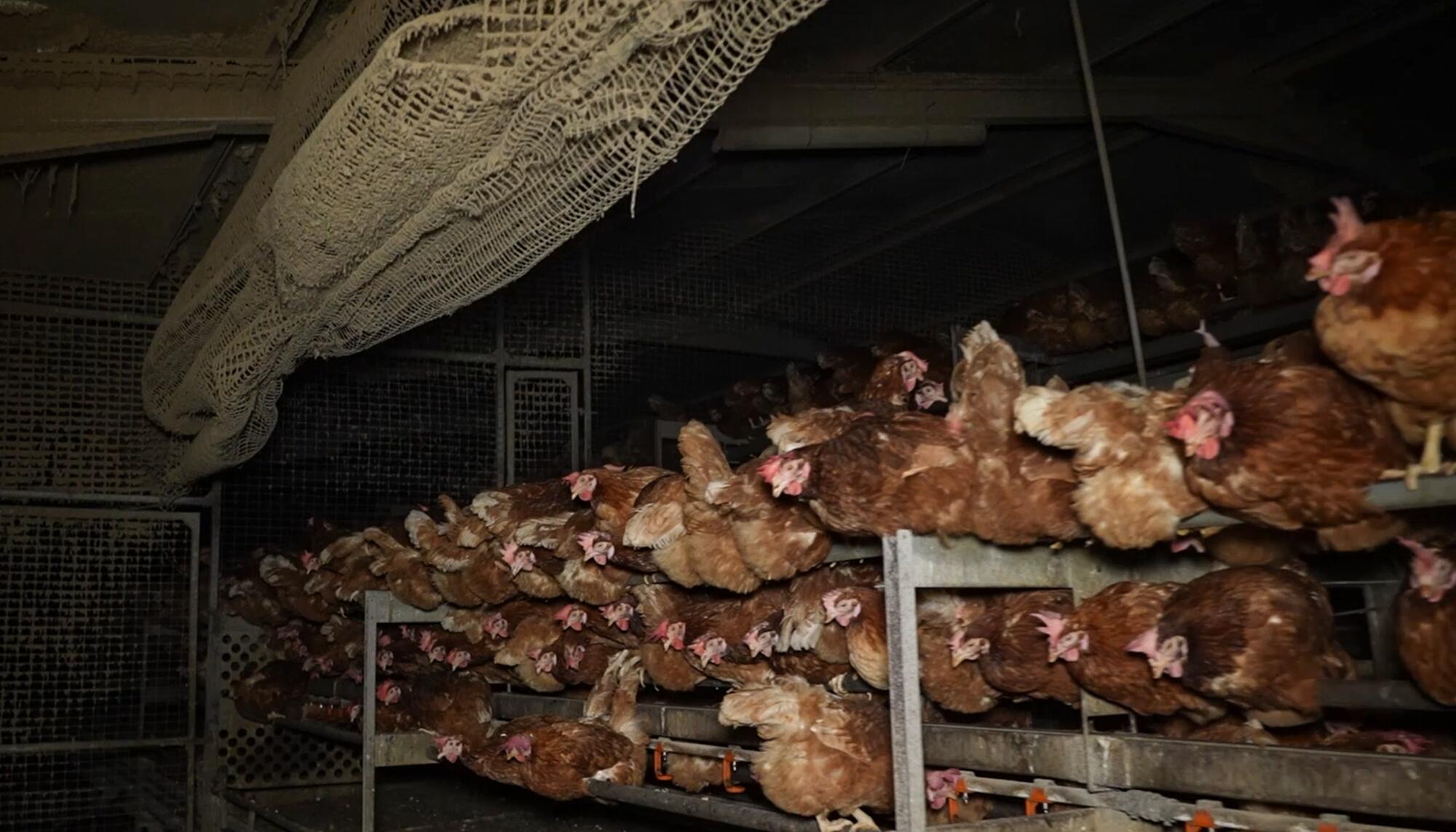 Macrogranja Mallorca