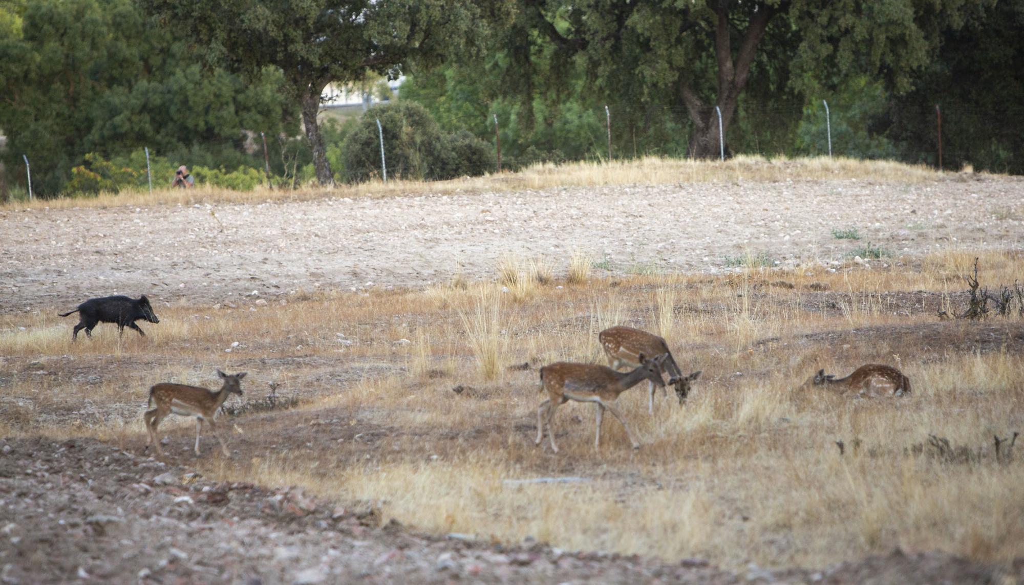 Animales en El Pardo