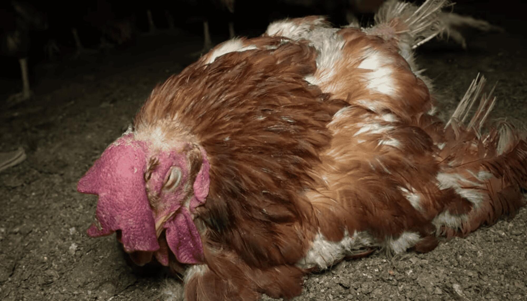 Gallina enferma en granja Llucmajor, Mallorca.