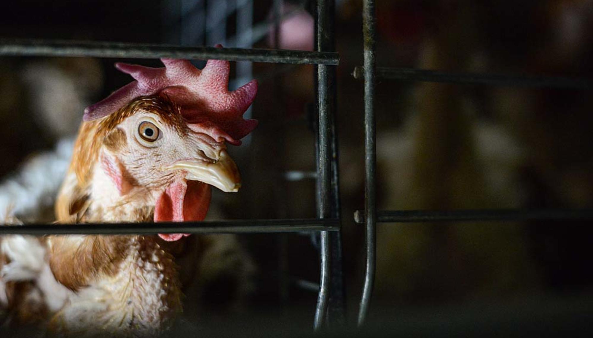 Gallina en centro de explotación para producción de huevos